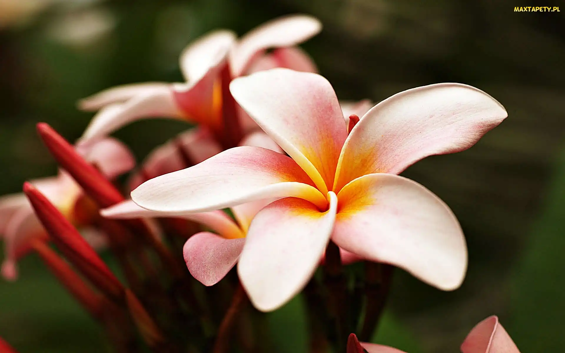 Różowa, Plumeria, Piękna