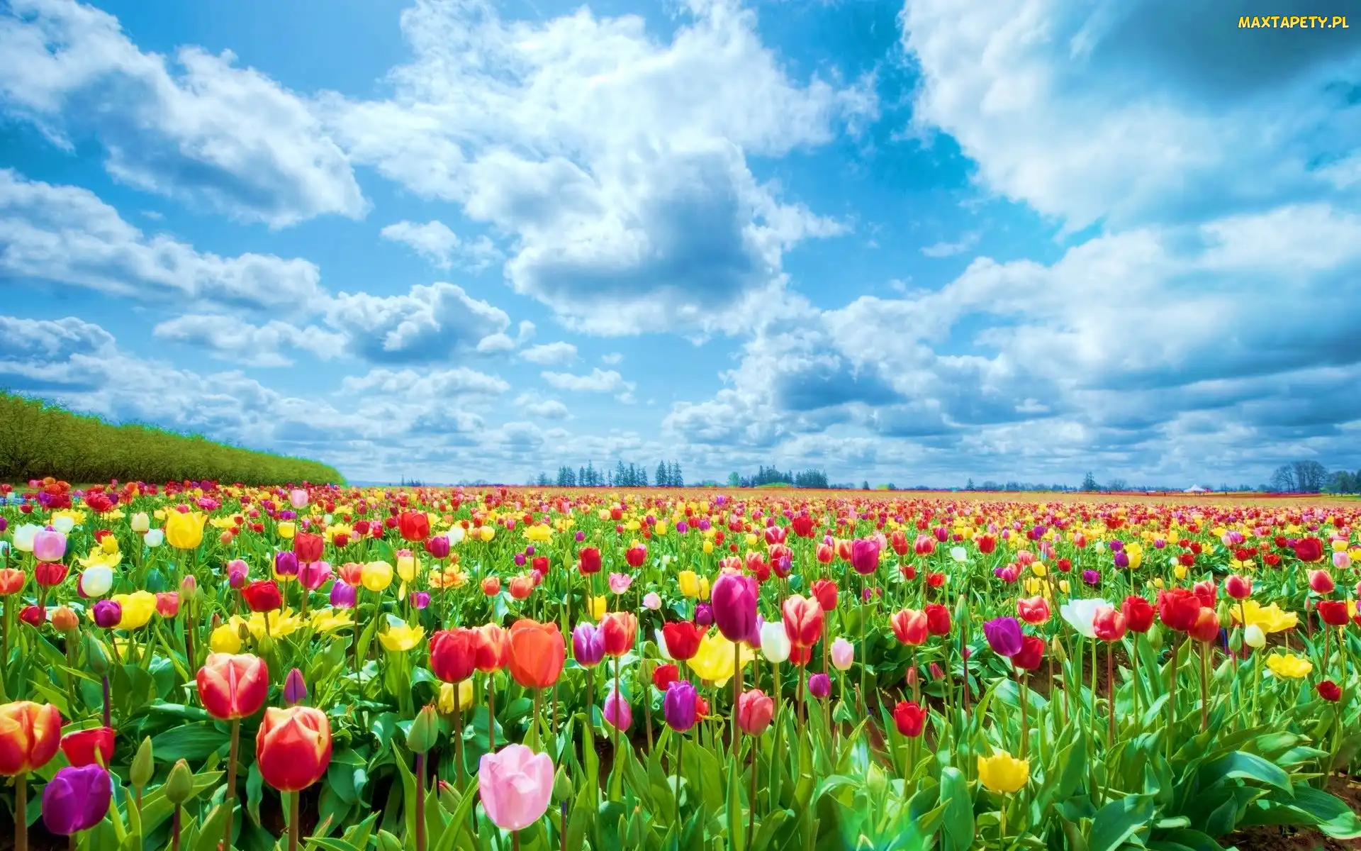 Tulipany, Chmury, Kolorowe