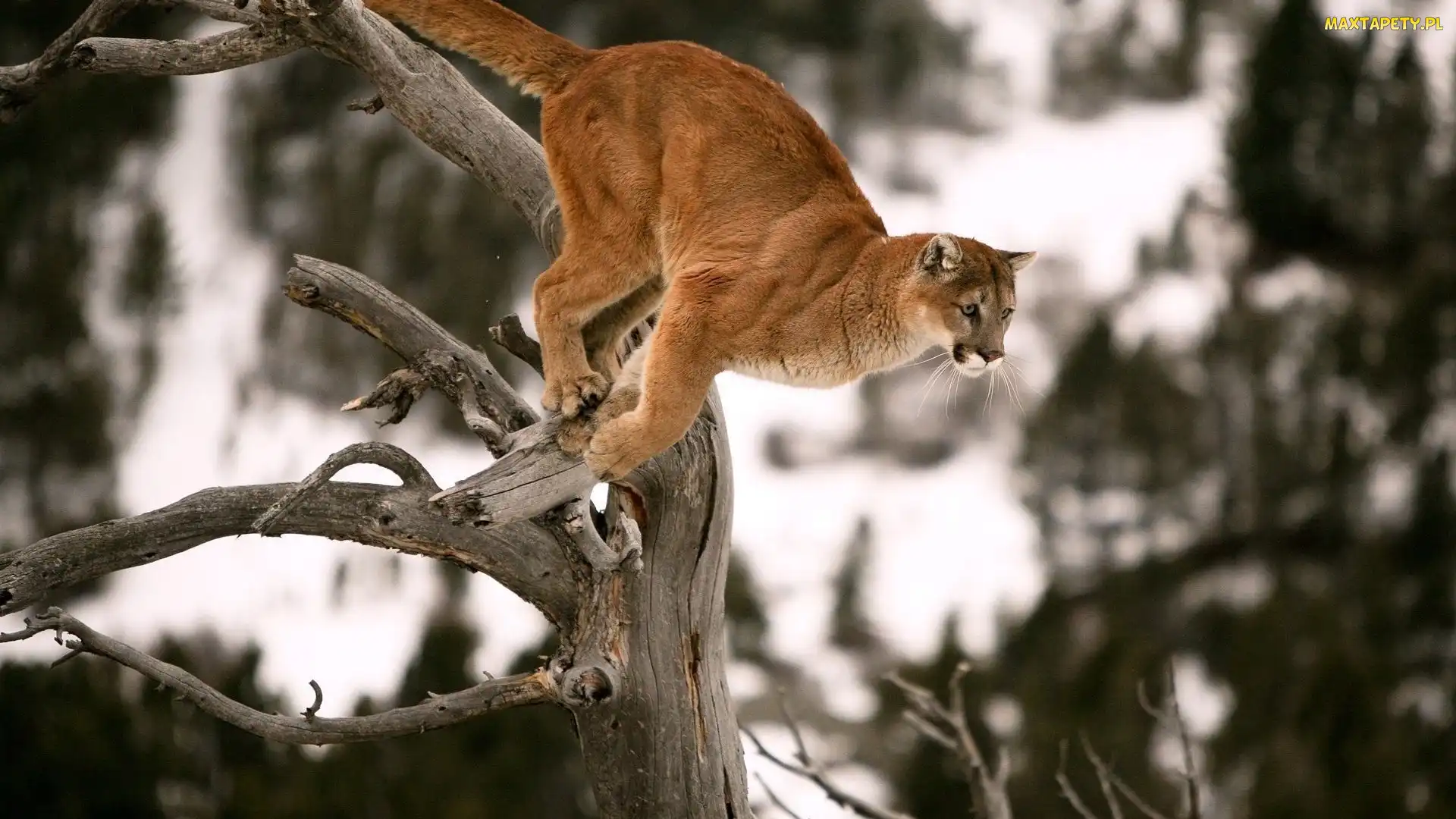 Puma, Skacząca, Suche, Konary