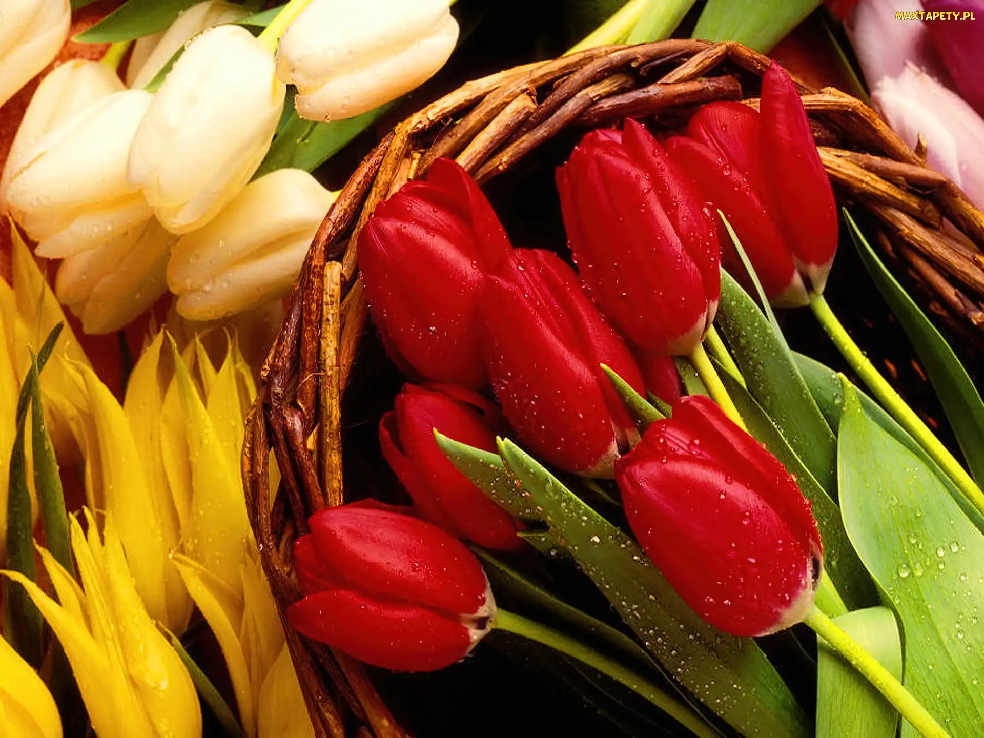 Wiklinowy, Tulipany, Kolorowe, Kosz