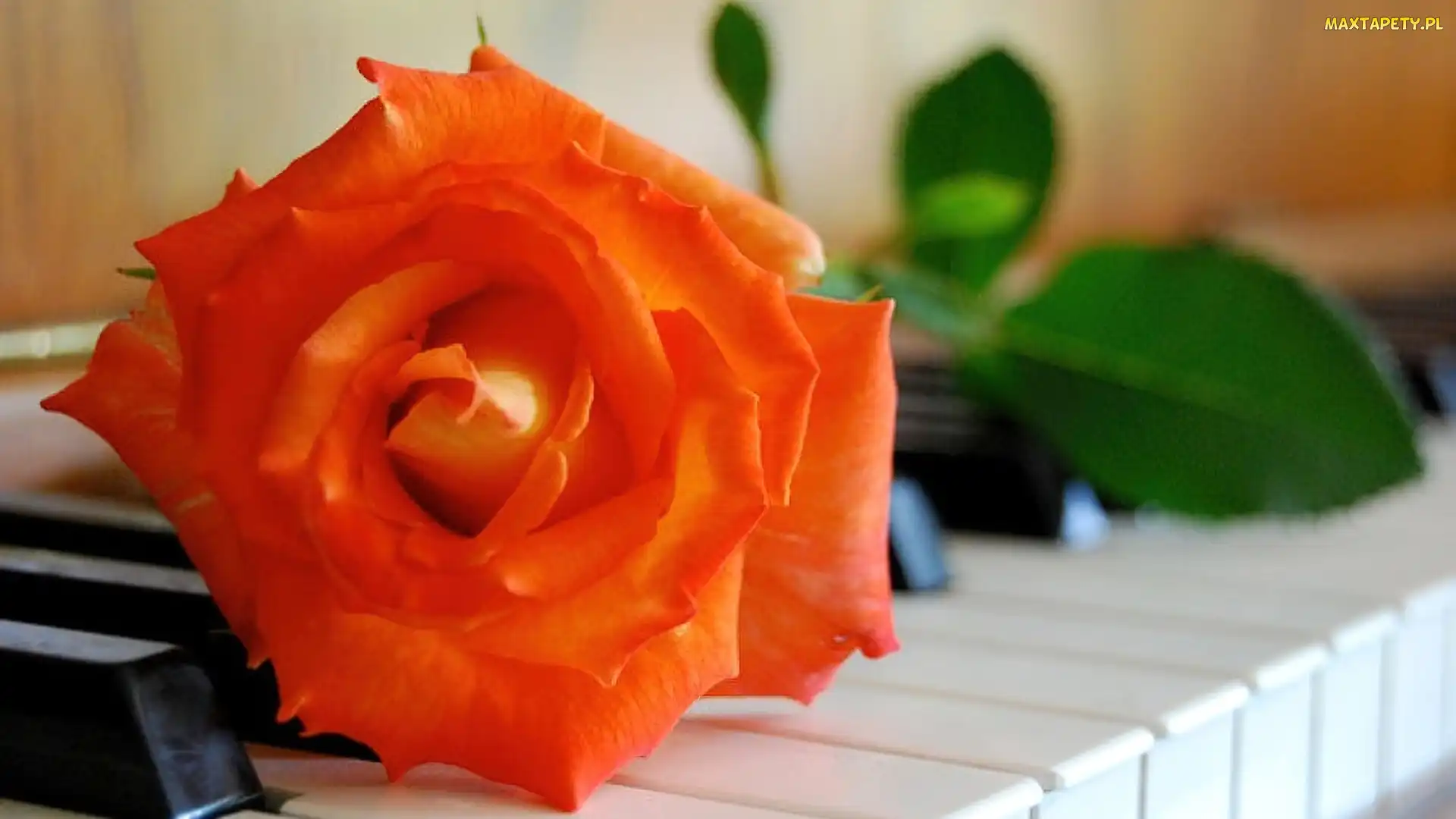 Pianina, Klawiatura, Łososiowa, Róża