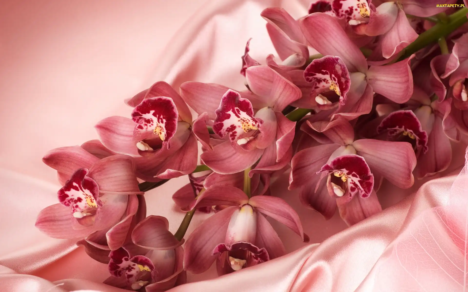 Różowe, Orchidee, Atłas