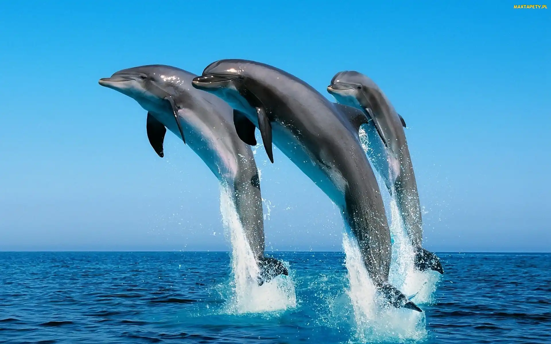 Ocean, Skok, Delfiny