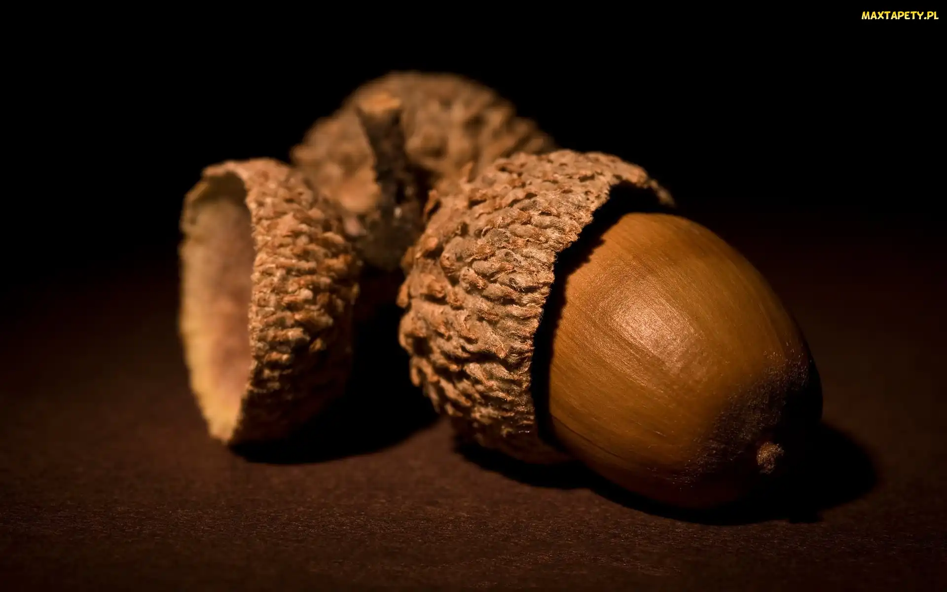 Owoce, Dębu, Żołędzie