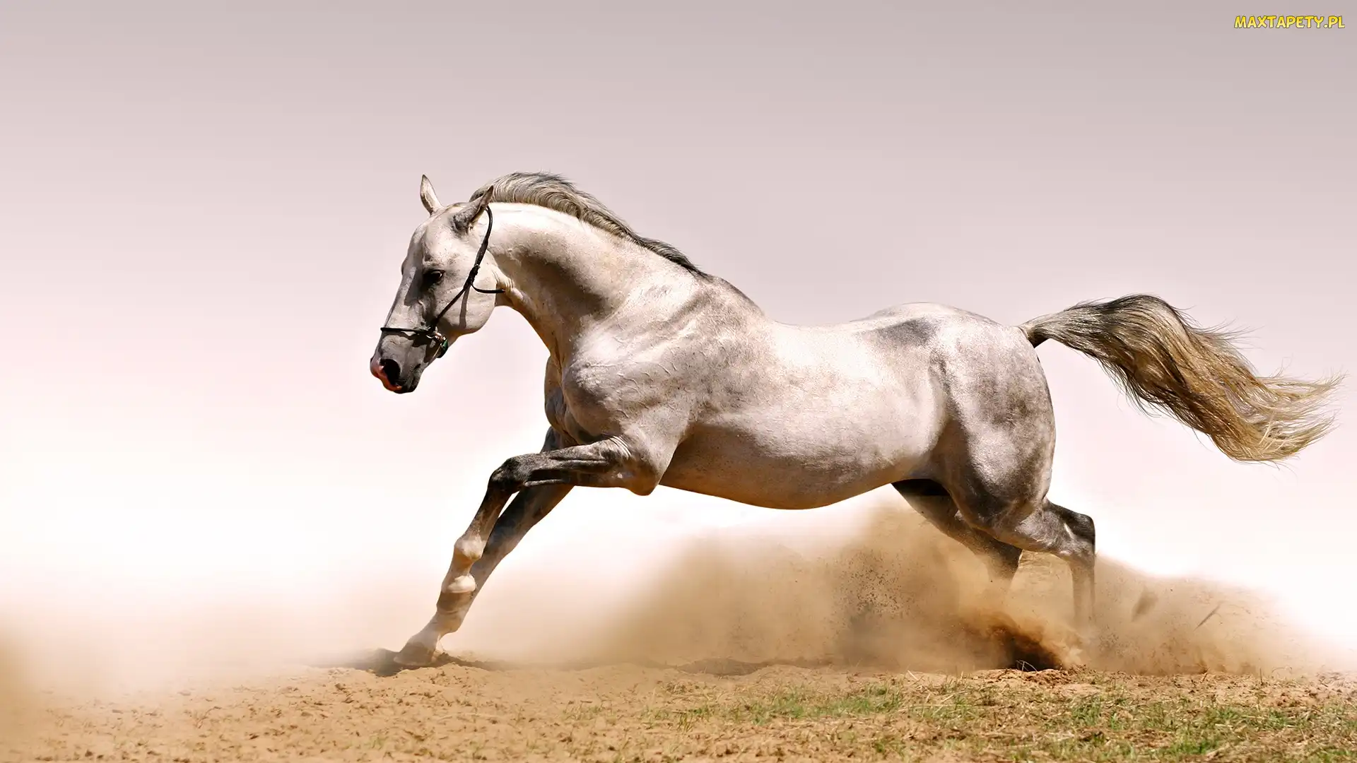 Koń, Galop, Kurzu, Tuman