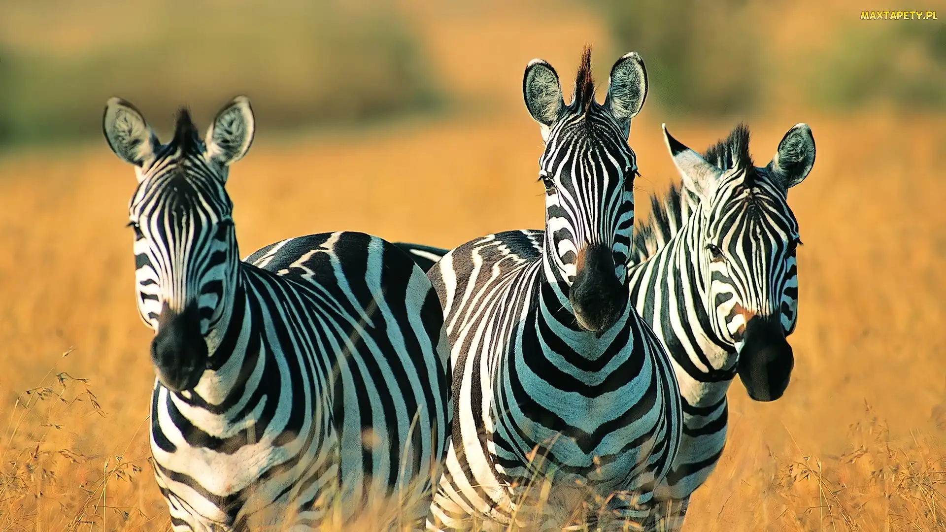 Trawa, Safari, Zebry