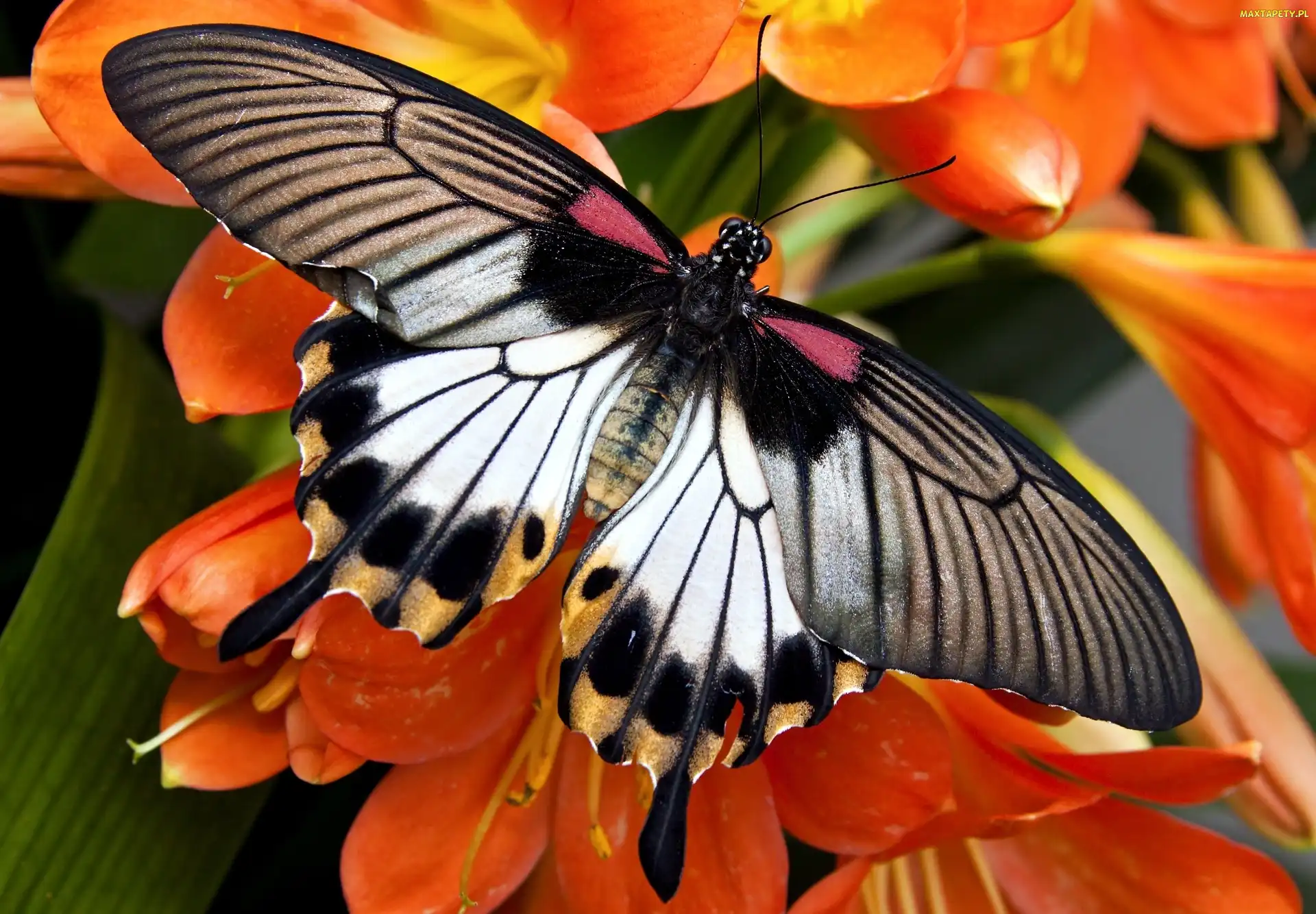Pomarańczowe, Kwiaty, Motyl