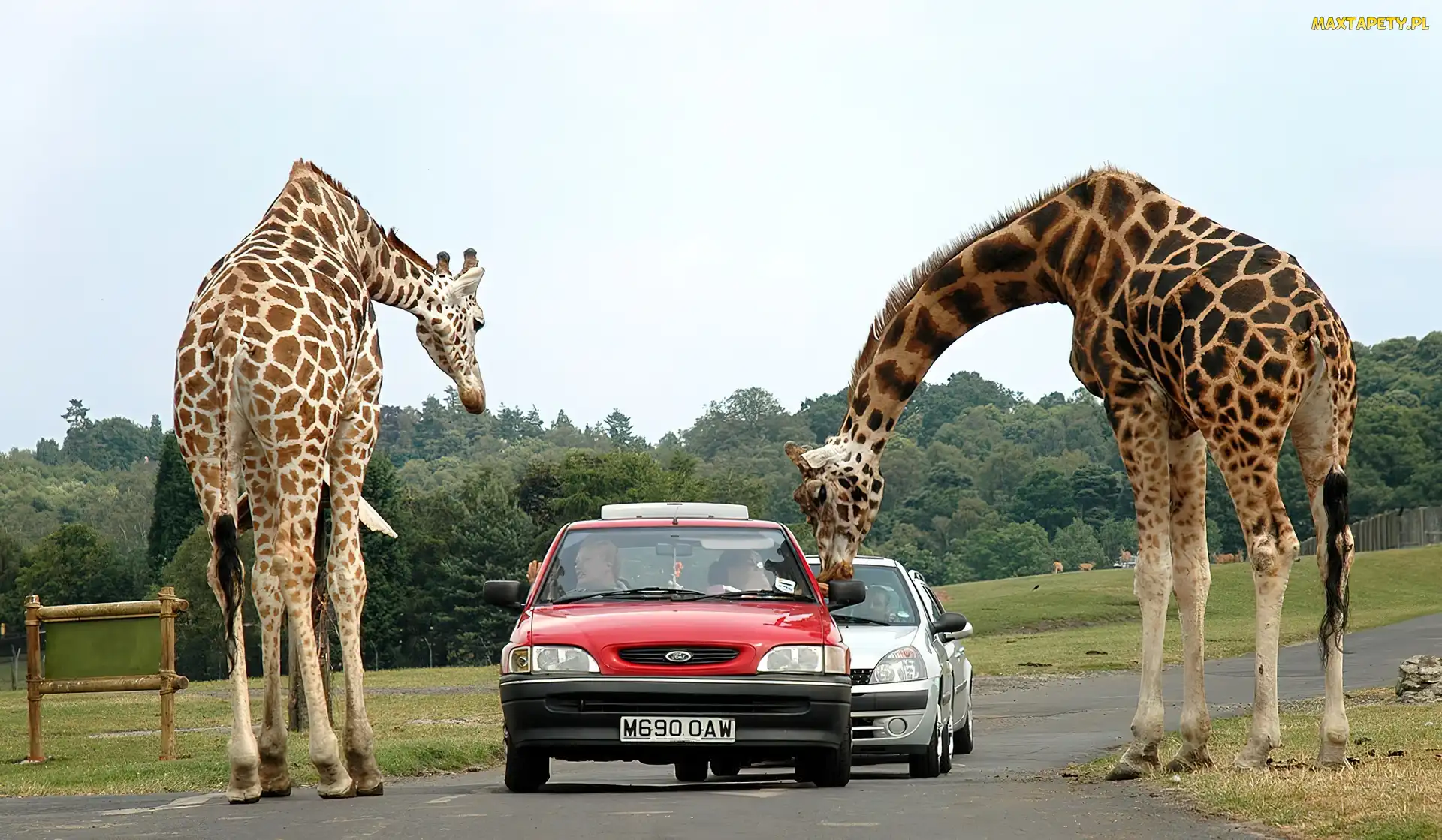 Samochody, Safari, Żyrafy