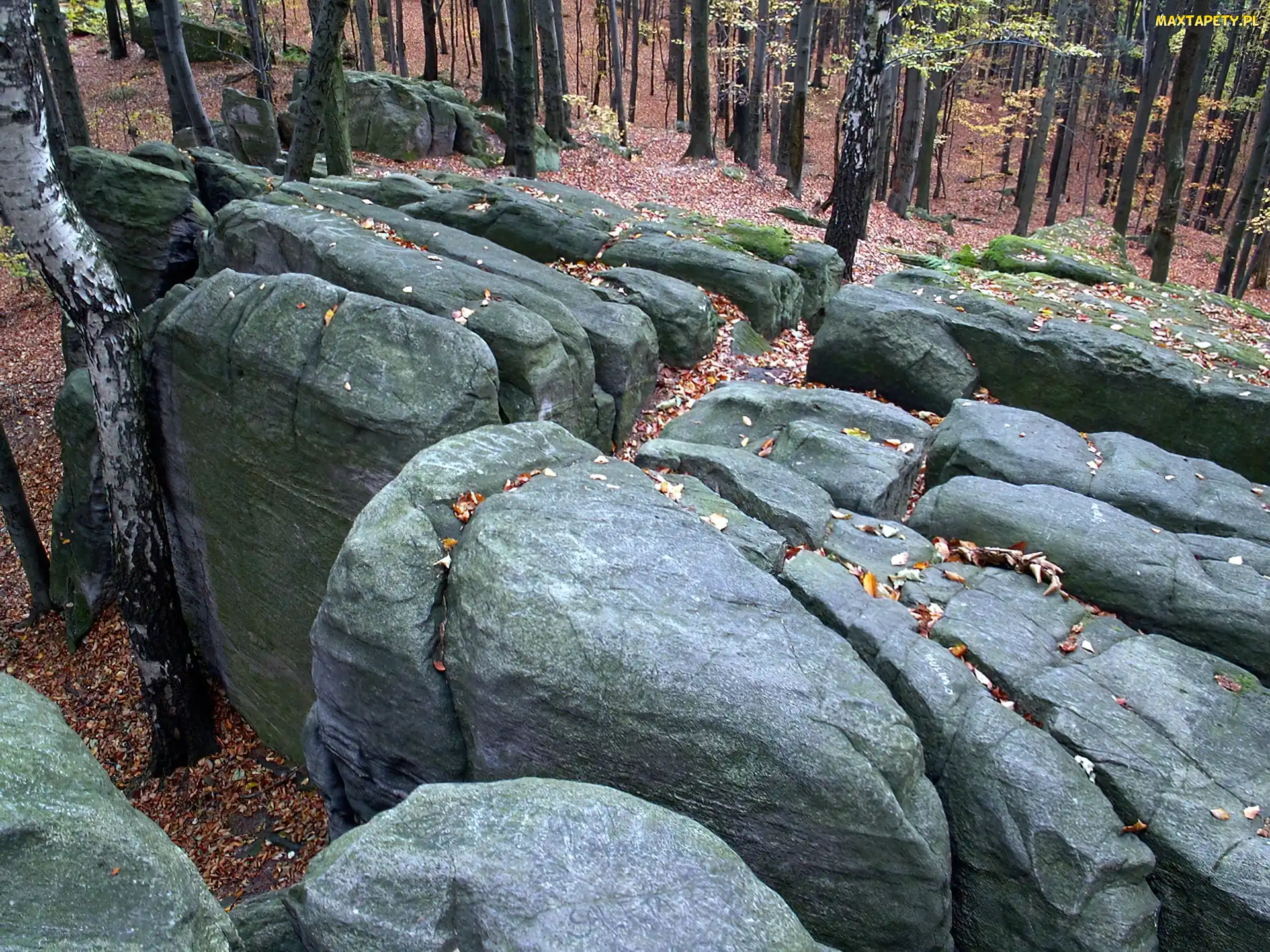 Las, Drzewa, Głazy, Zbocze