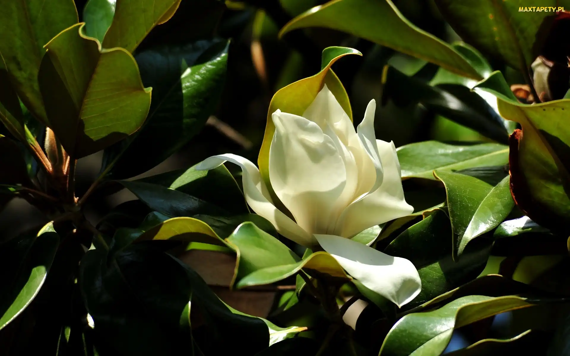 Kwiat, Liście, Magnolia
