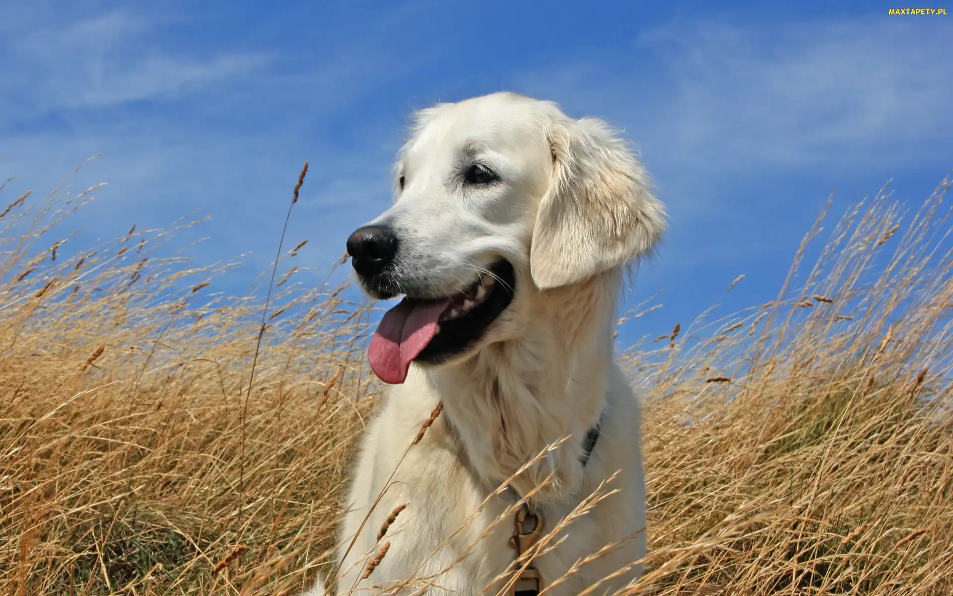 Niebo, Golden Retriever, Trawa