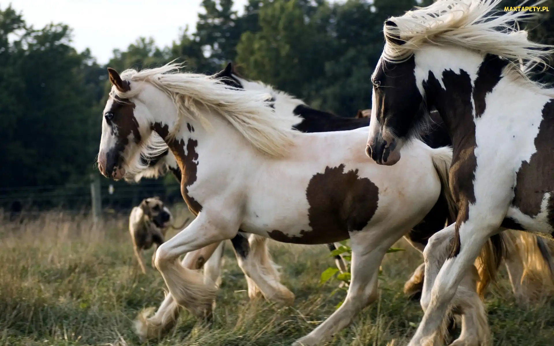 Konie, Zagroda, Łaciate