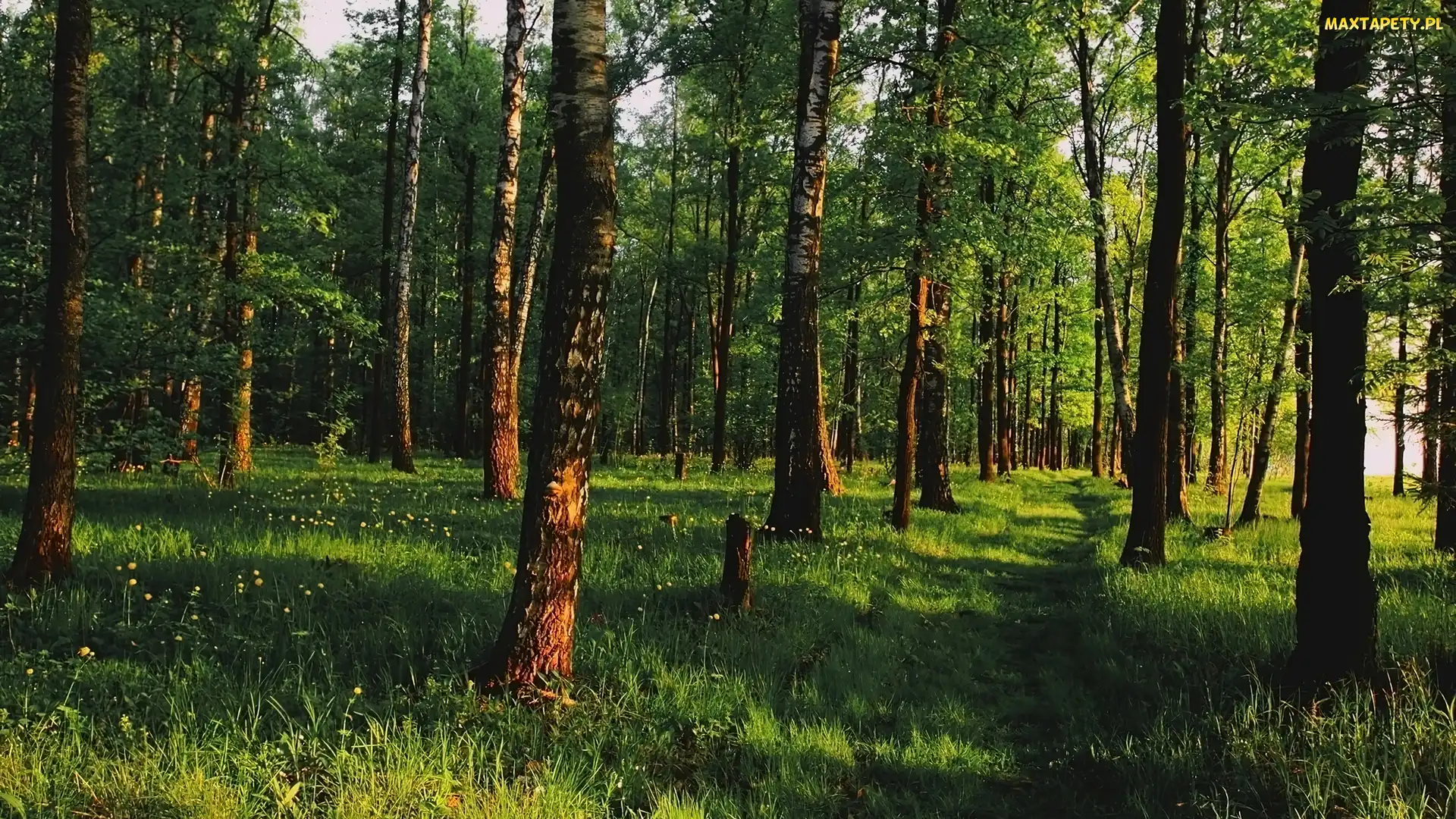 Drzewa, Trawa, Ścieżka, Brzozy, Las