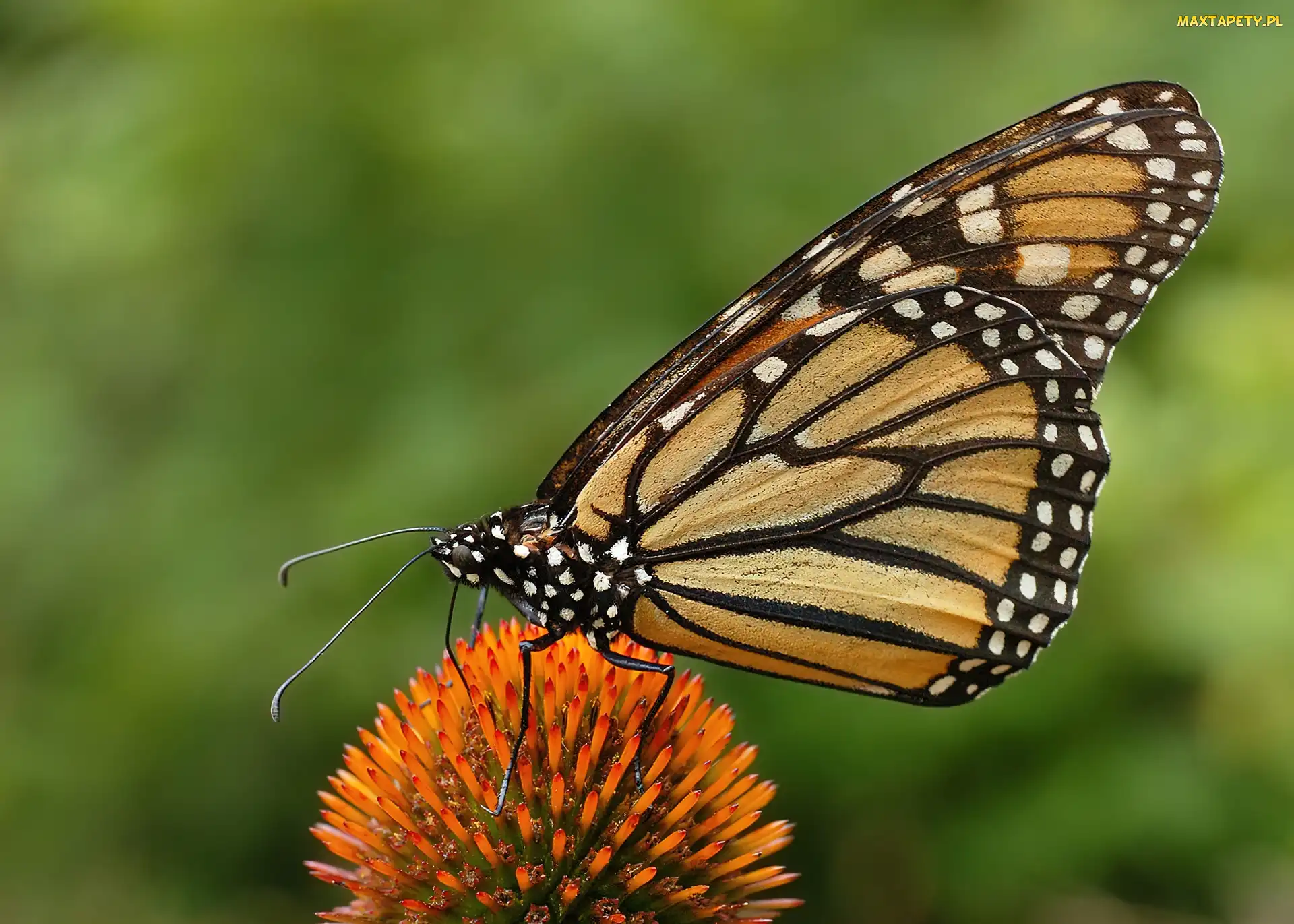 Monarch Danaid, Kwiatek, Motyl