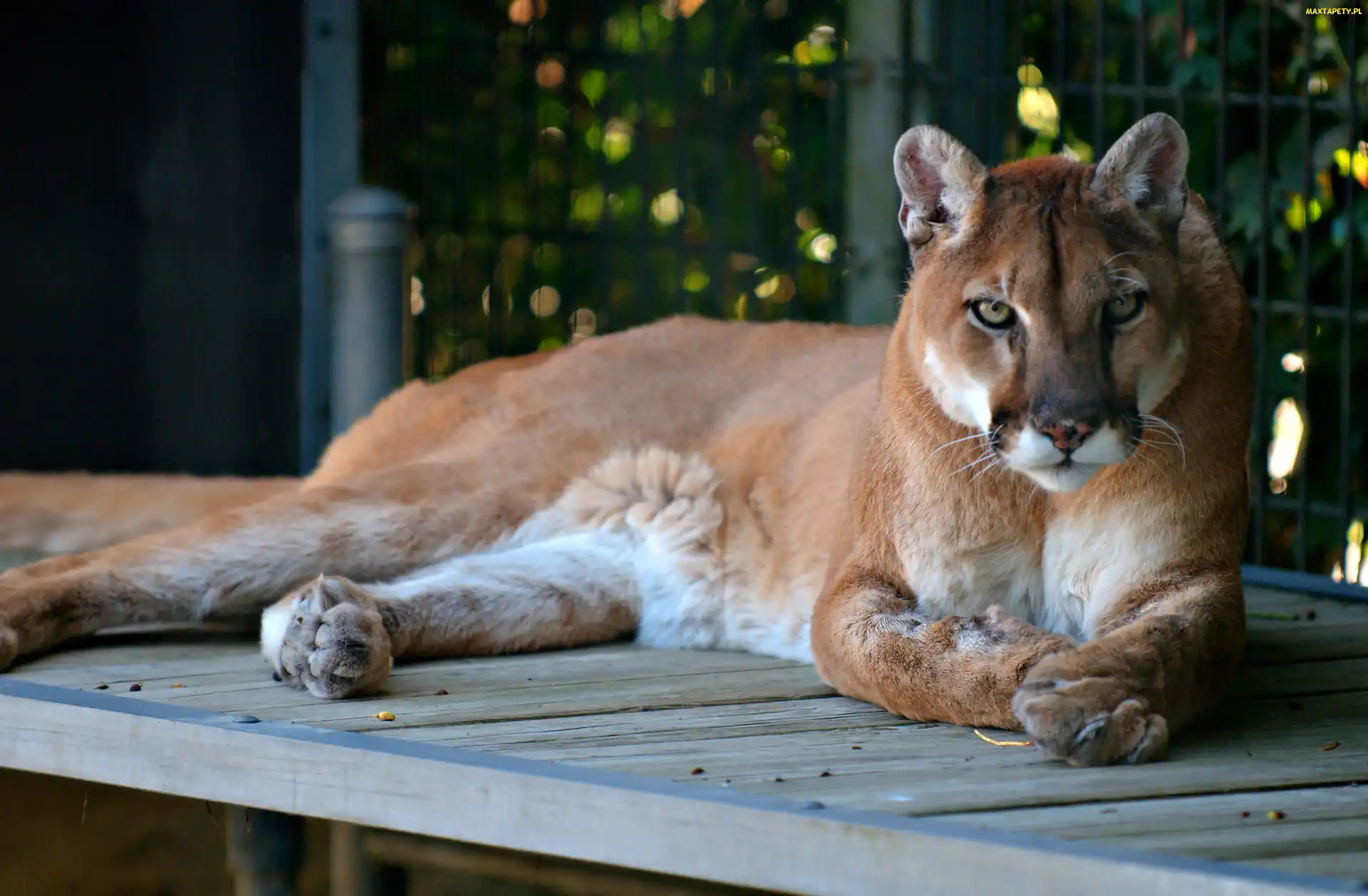 Zoo, Podest, Puma