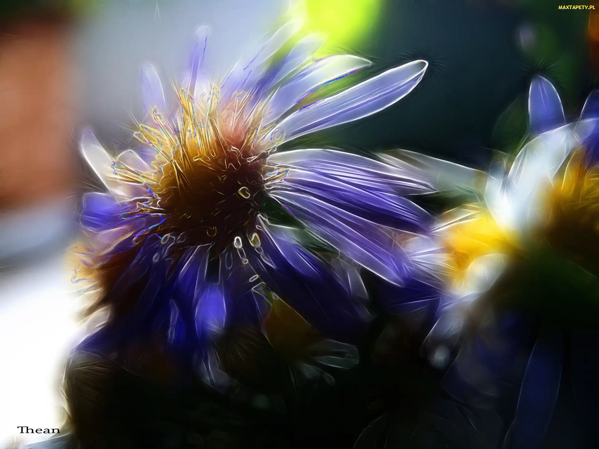 Polne, Fractalius, Kwiaty