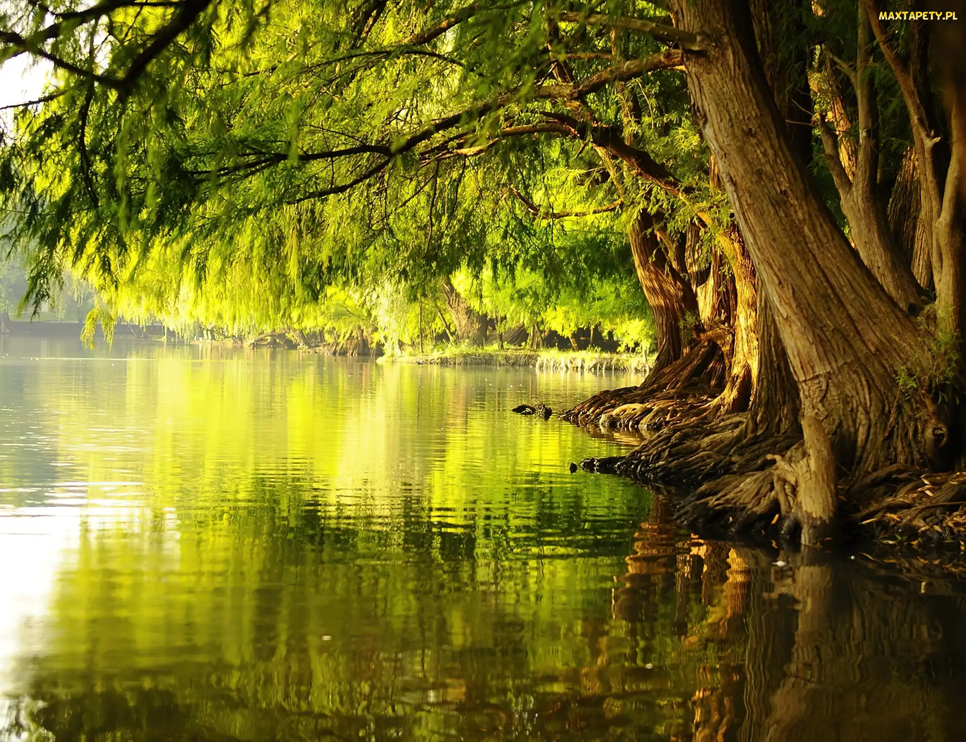 Stare, Jezioro, Drzewa