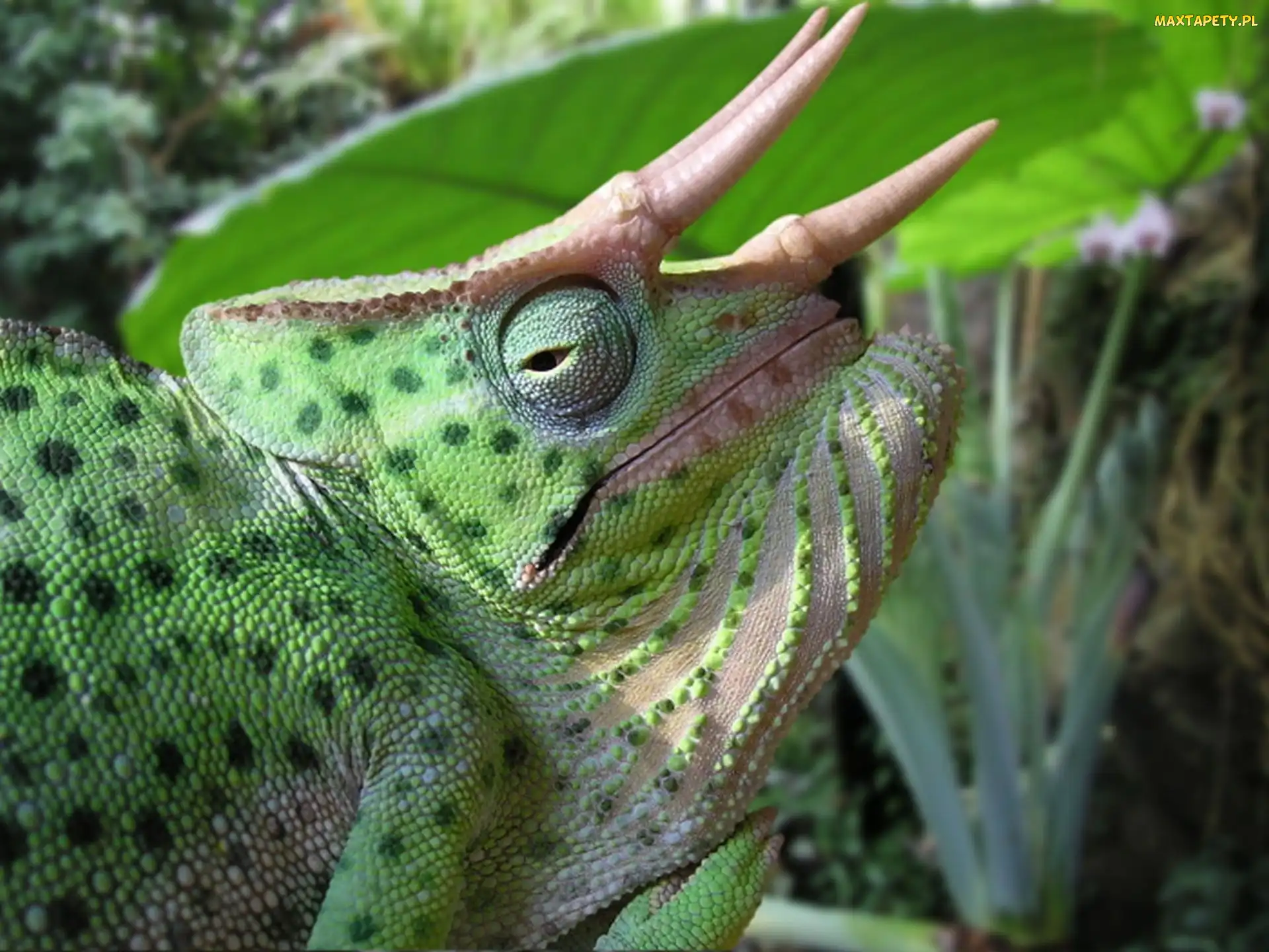 Kameleon