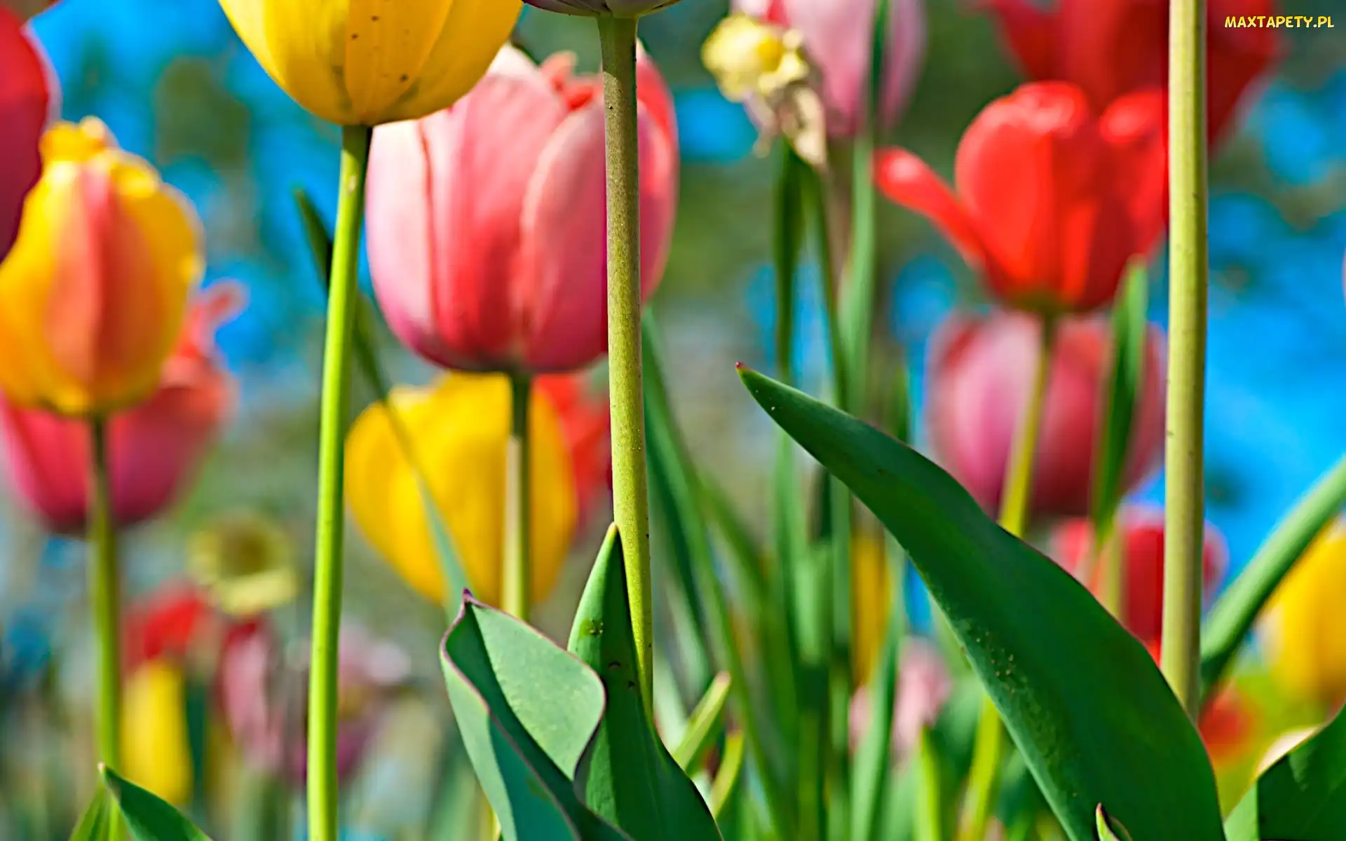 Tulipany, Kolorowe