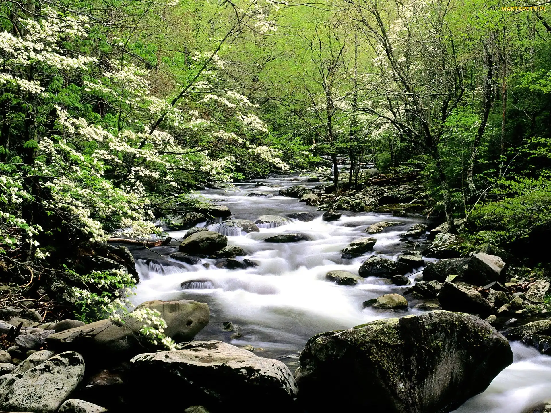 Wiosna, Kamienie, Strumień, Las