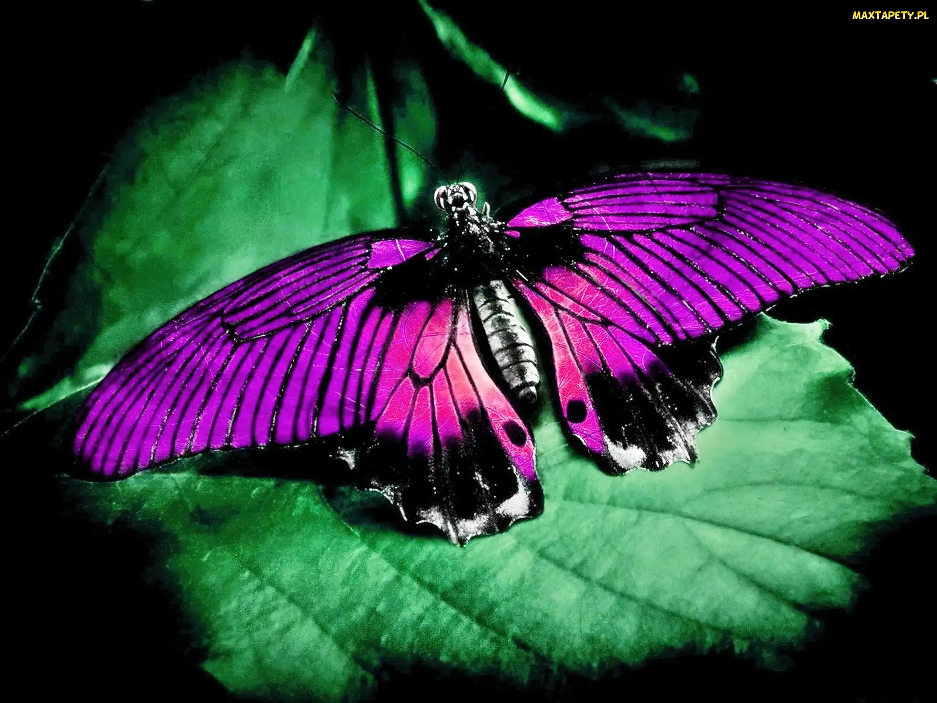 Różowy, Liść, Motyl