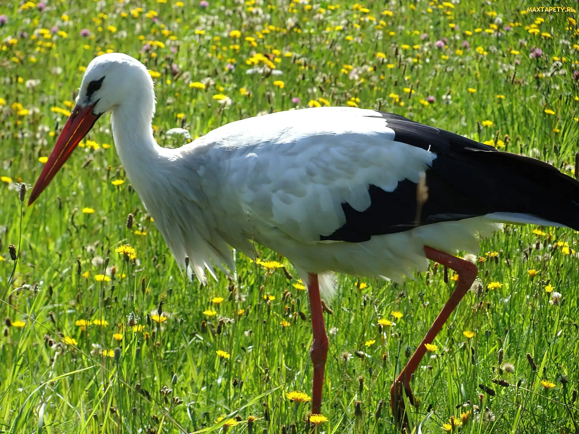 Łąka, Kwiatki, Bocian