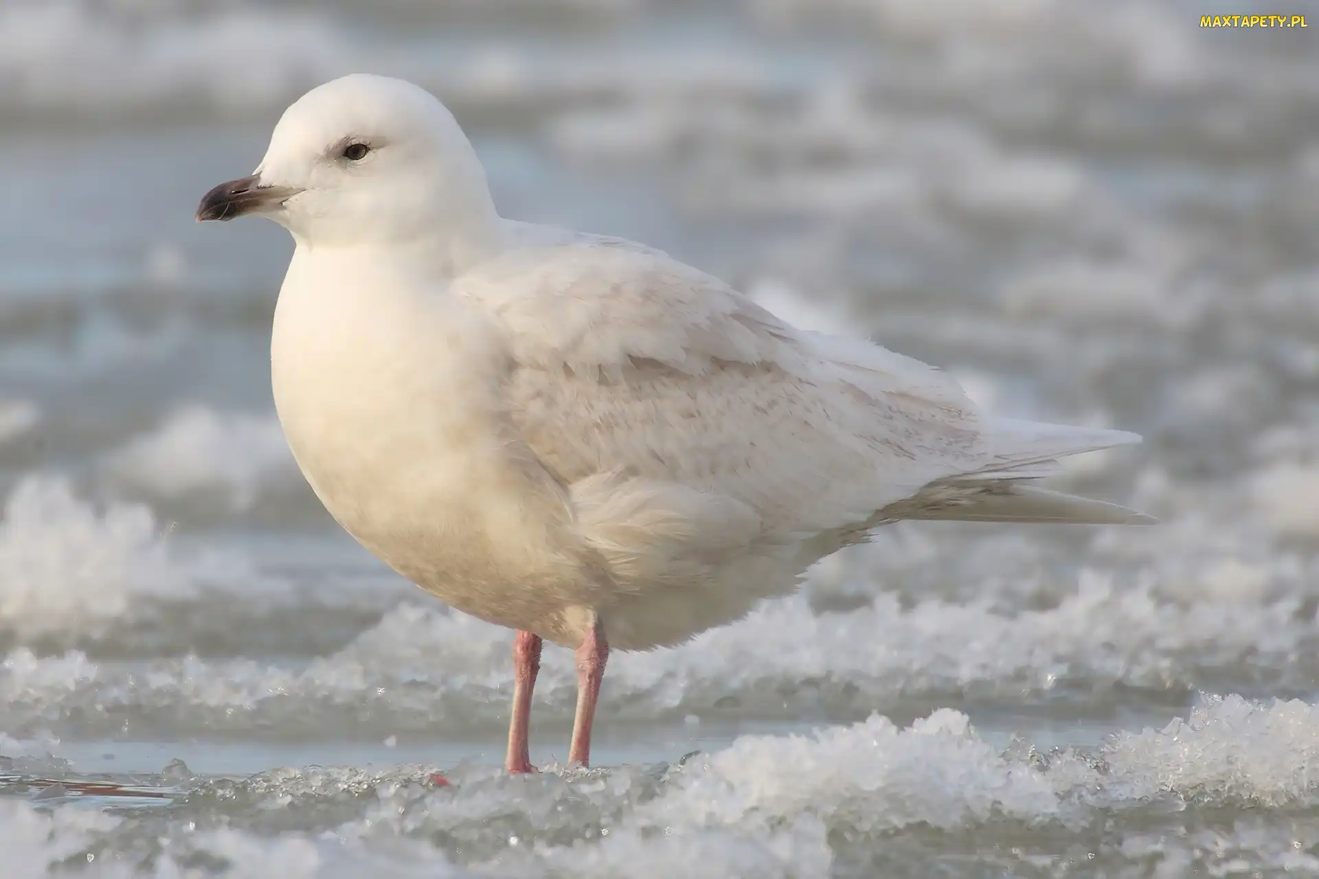 Mewa Polarna, Śnieg
