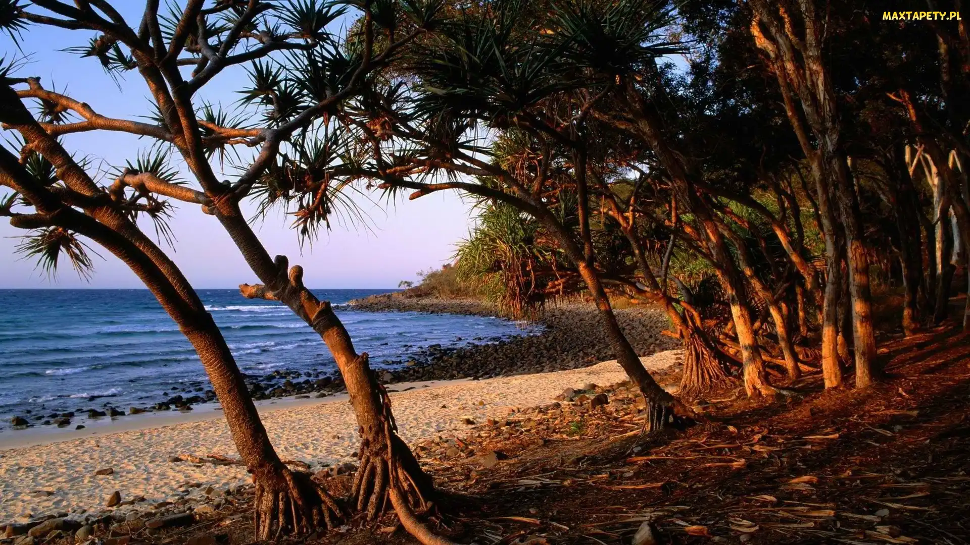 Wybrzeże, Drzewa, Australii