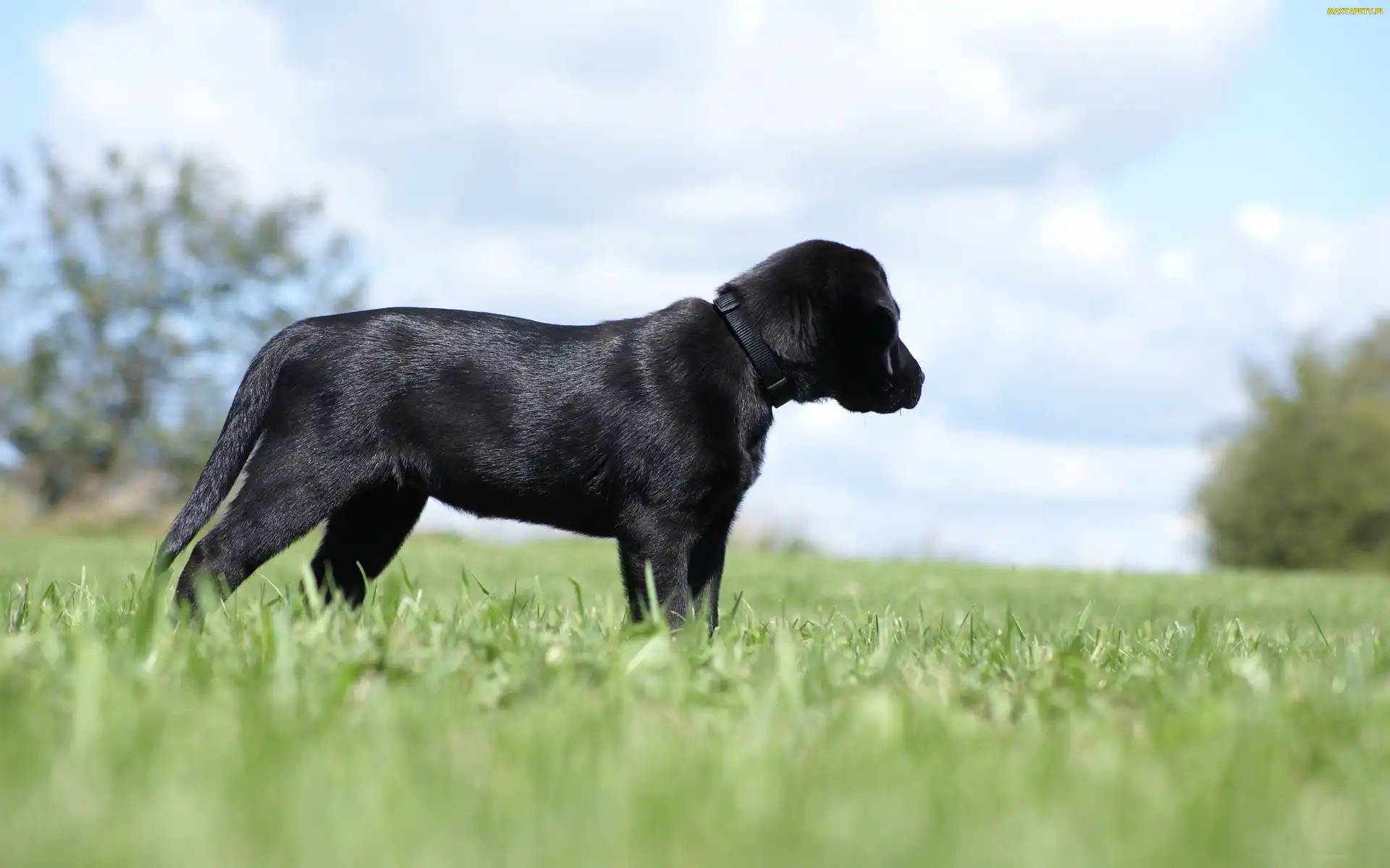 Trawa, Retriever, Czarny, Labrador