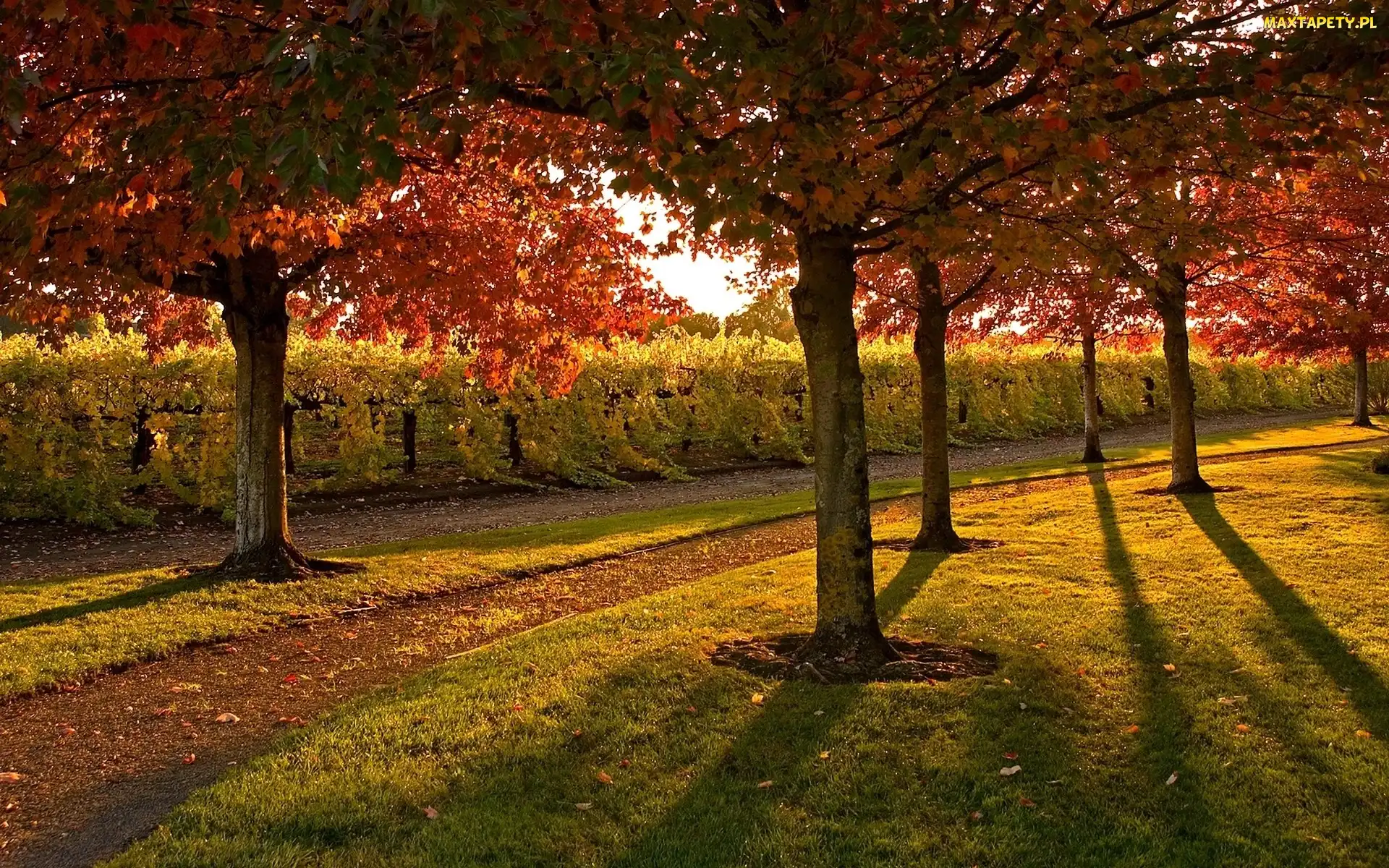 Trawa, Drzewa, Jesień, Park