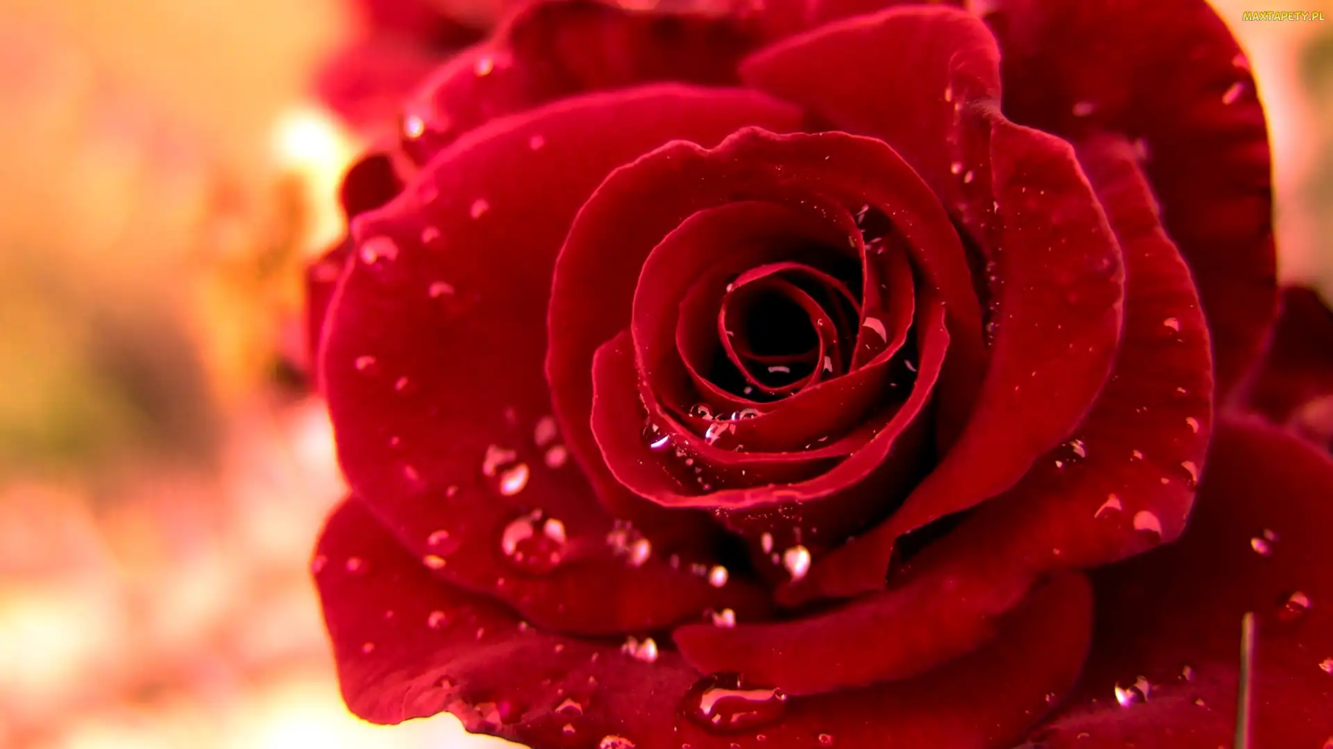 Rosy, Krople, Róża, Kwiat