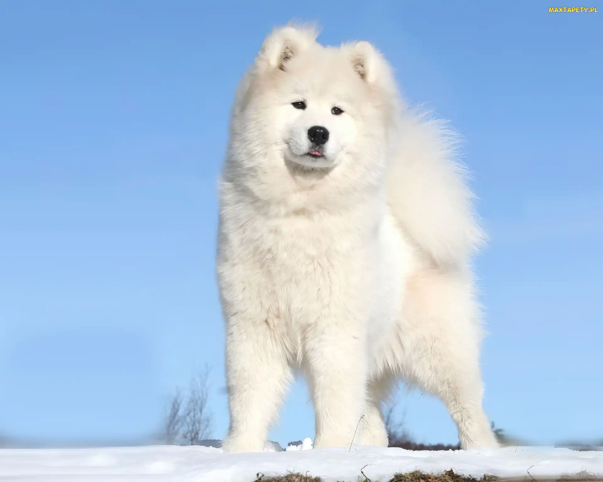 Pies, Akita, Biały