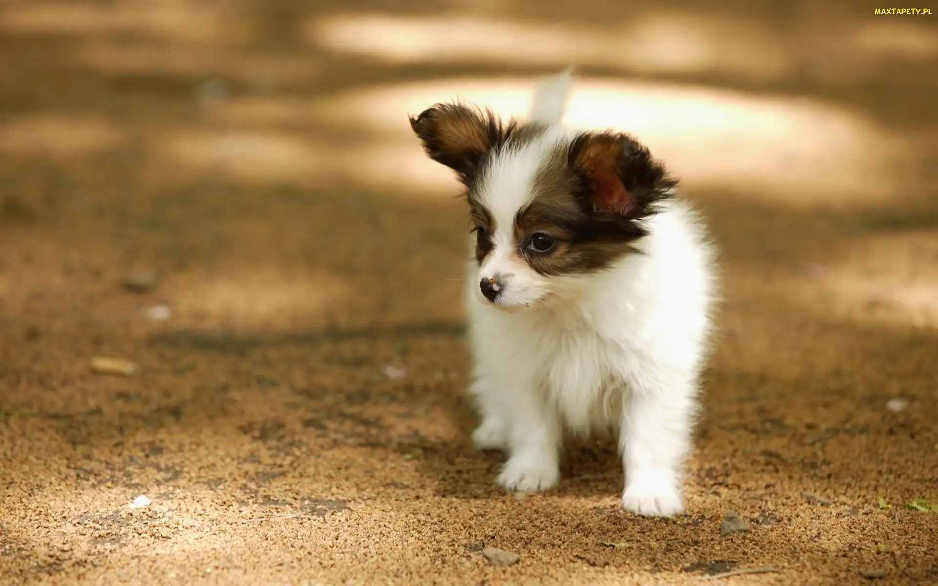 Spaniel, Papillon, Szczeniak