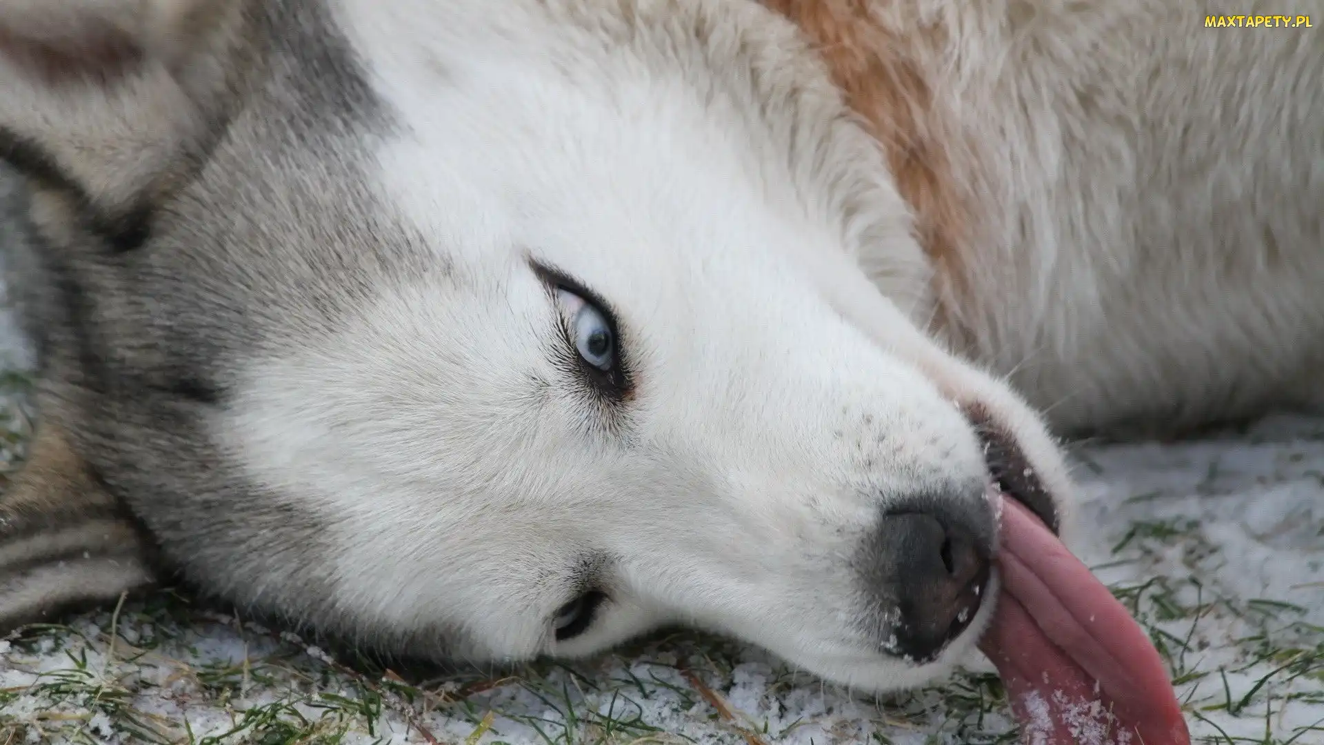 Siberian Husky, Język