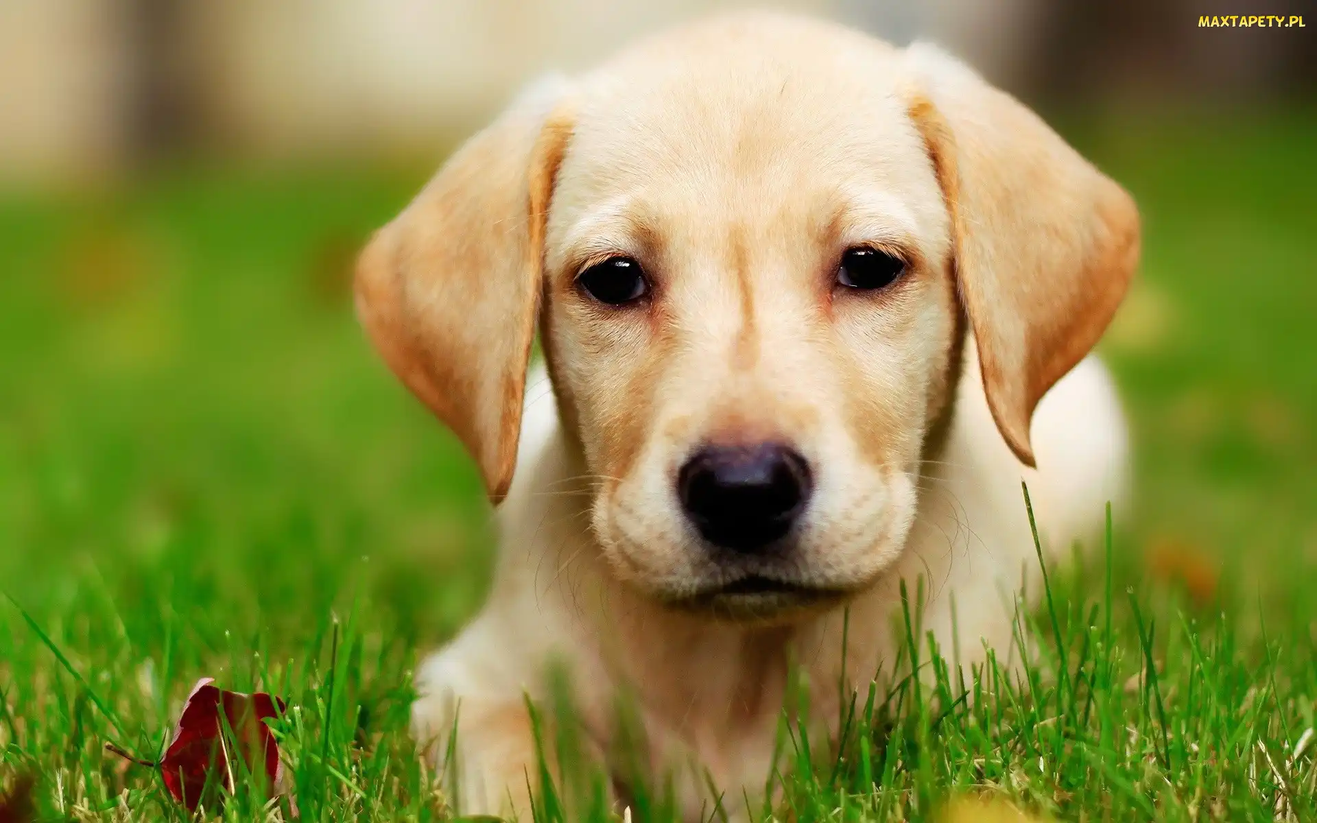 Trawa, Retriever, Biszkoptowy, Labrador