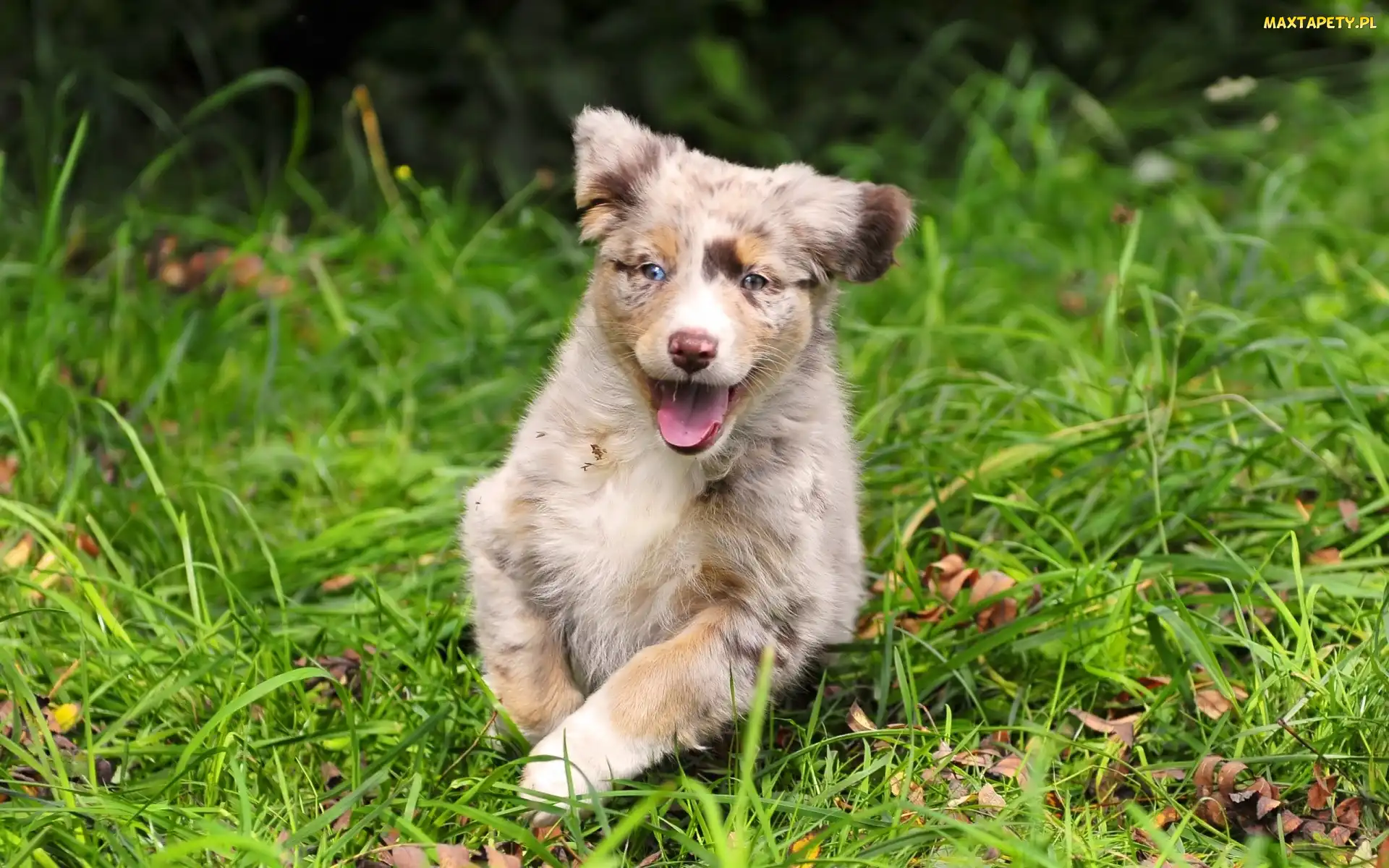 Owczarek australijski, Australian shepherd, Szczeniak