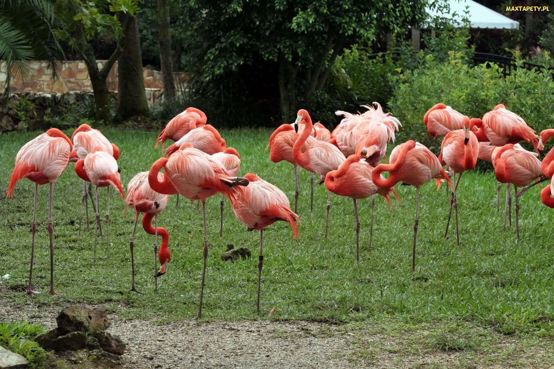 Flamingi, Trawa, Drzewa