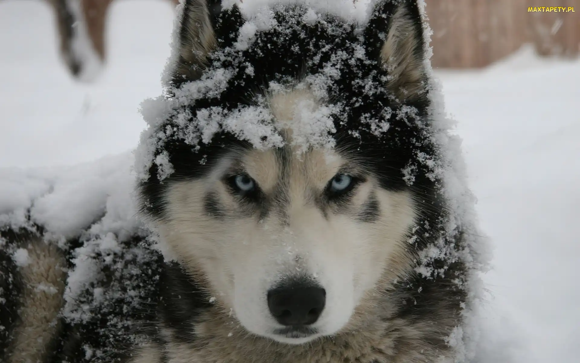 Pies, Śnieg, Husky