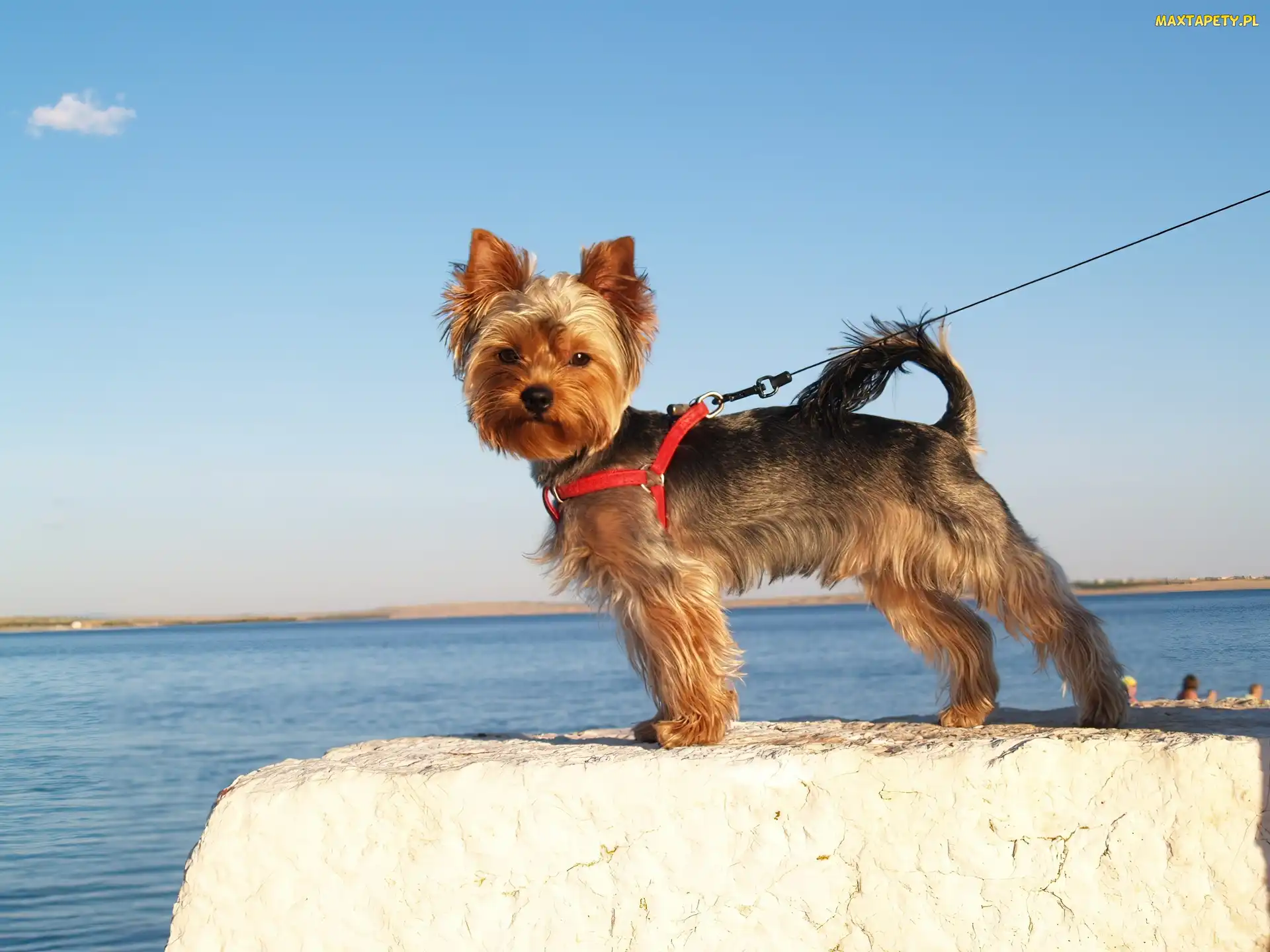 Yorkshire Terrier, Smycz, Piesek