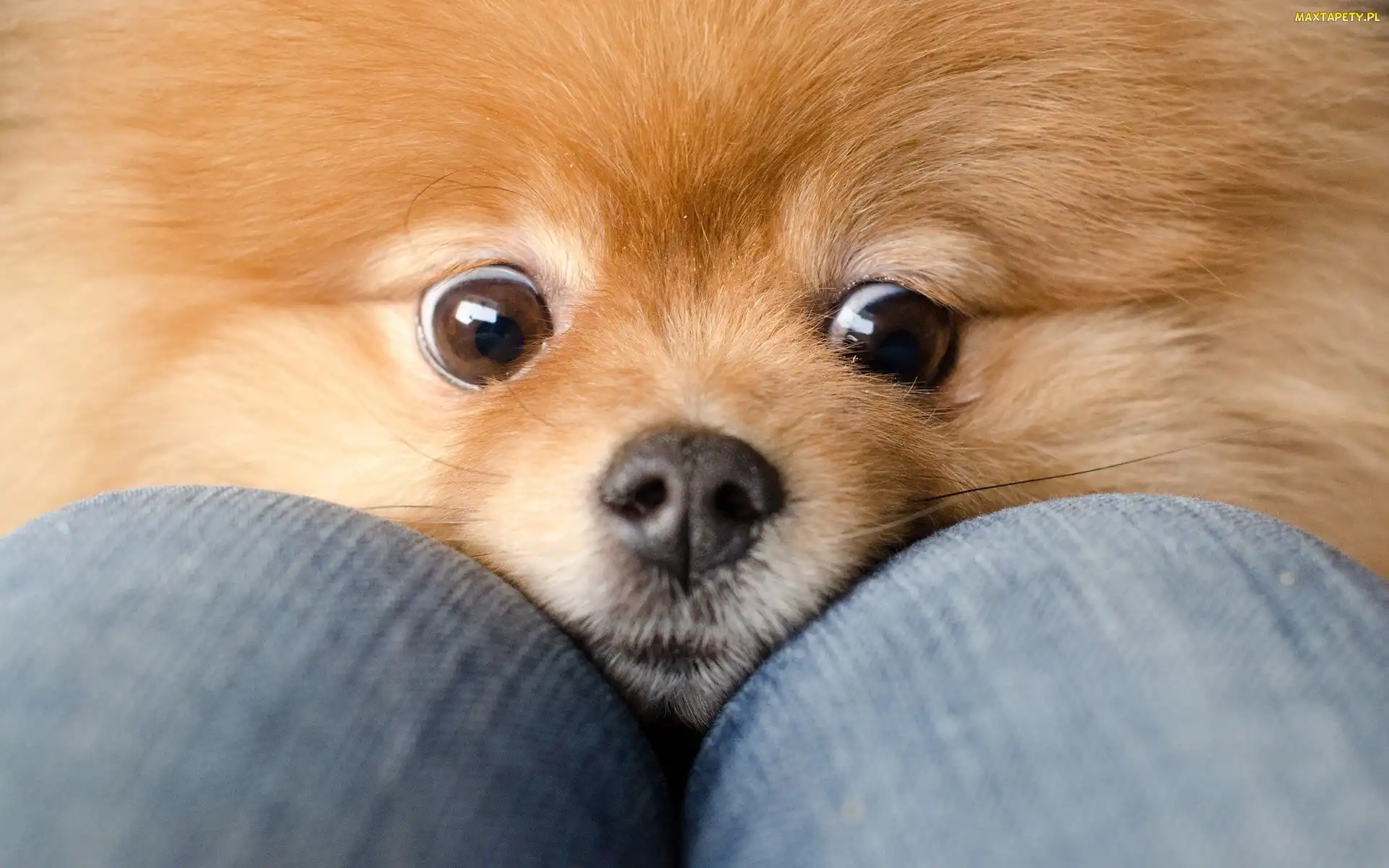 Pomeranian, Szpic miniaturowy, Pies, Rudy, Oczy, Nos
