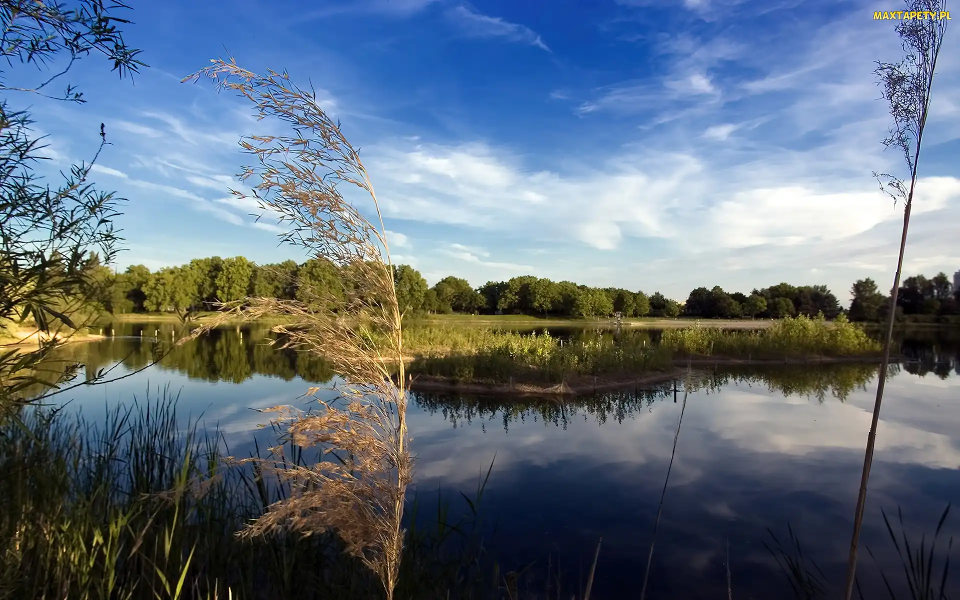 Jezioro, Las, Trawy