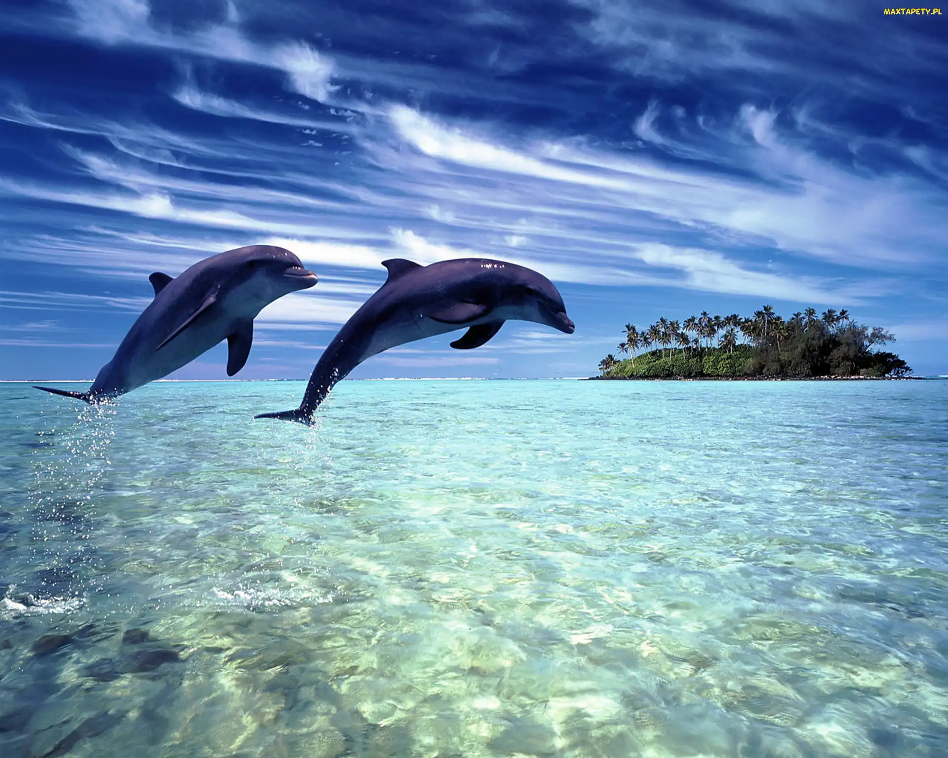 Wyspa, Ocean, Dwa, Delfiny