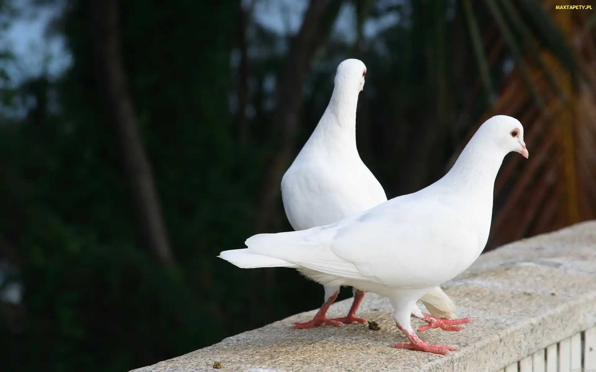 Białe, Gołębie, Dwa