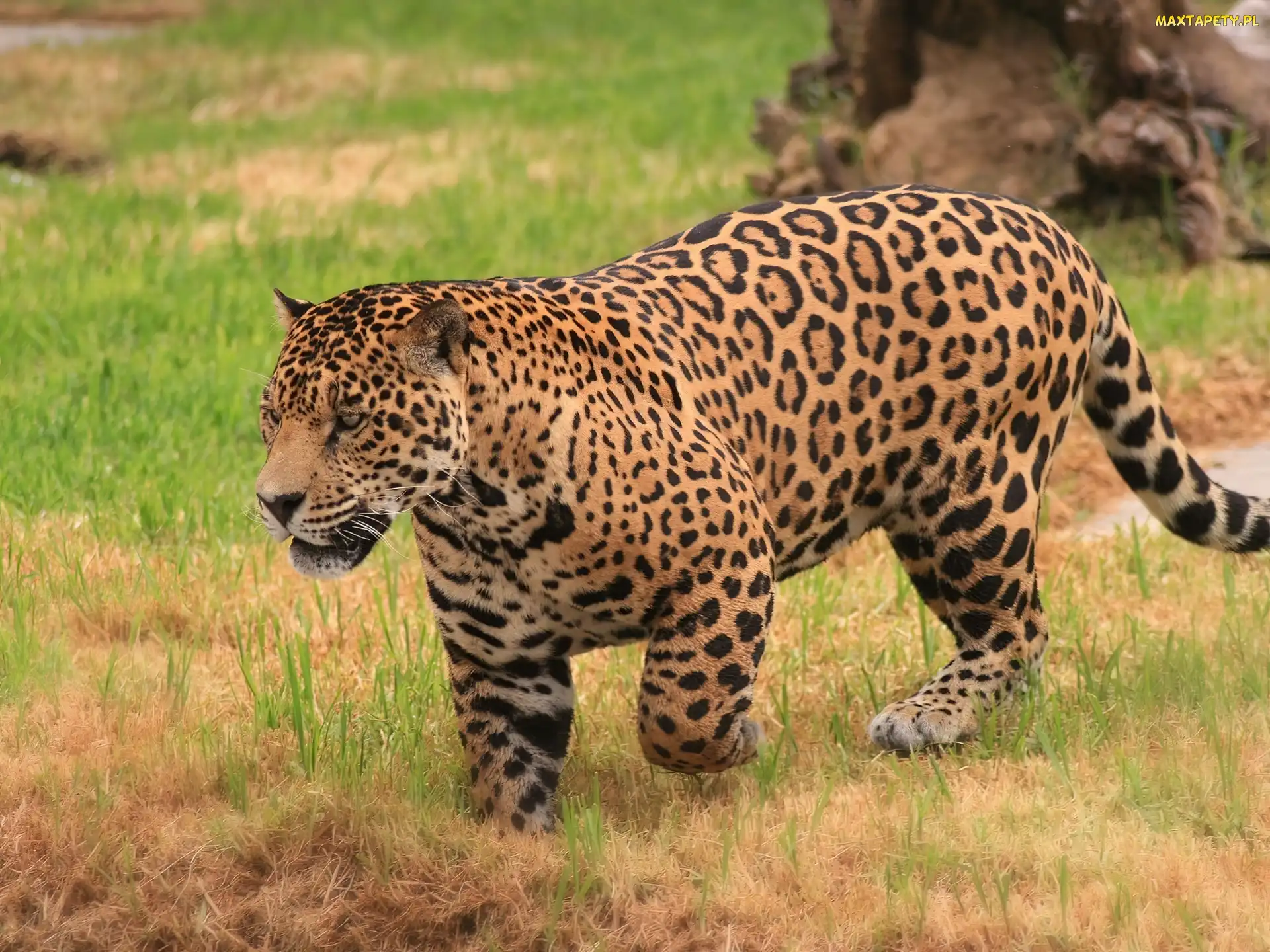 Dziki, Kot, Leopard