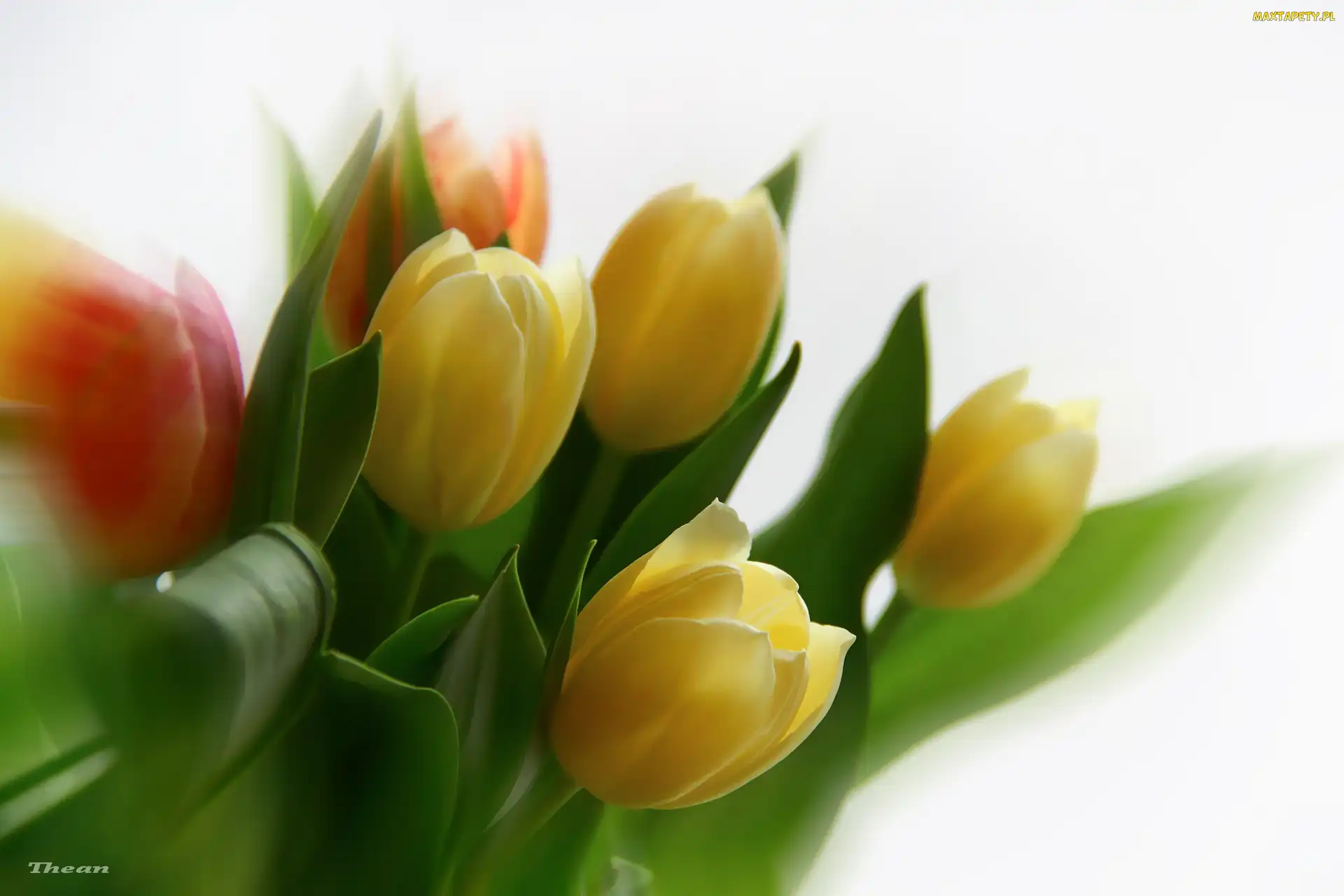 Żółte, Tulipany, Czerwone