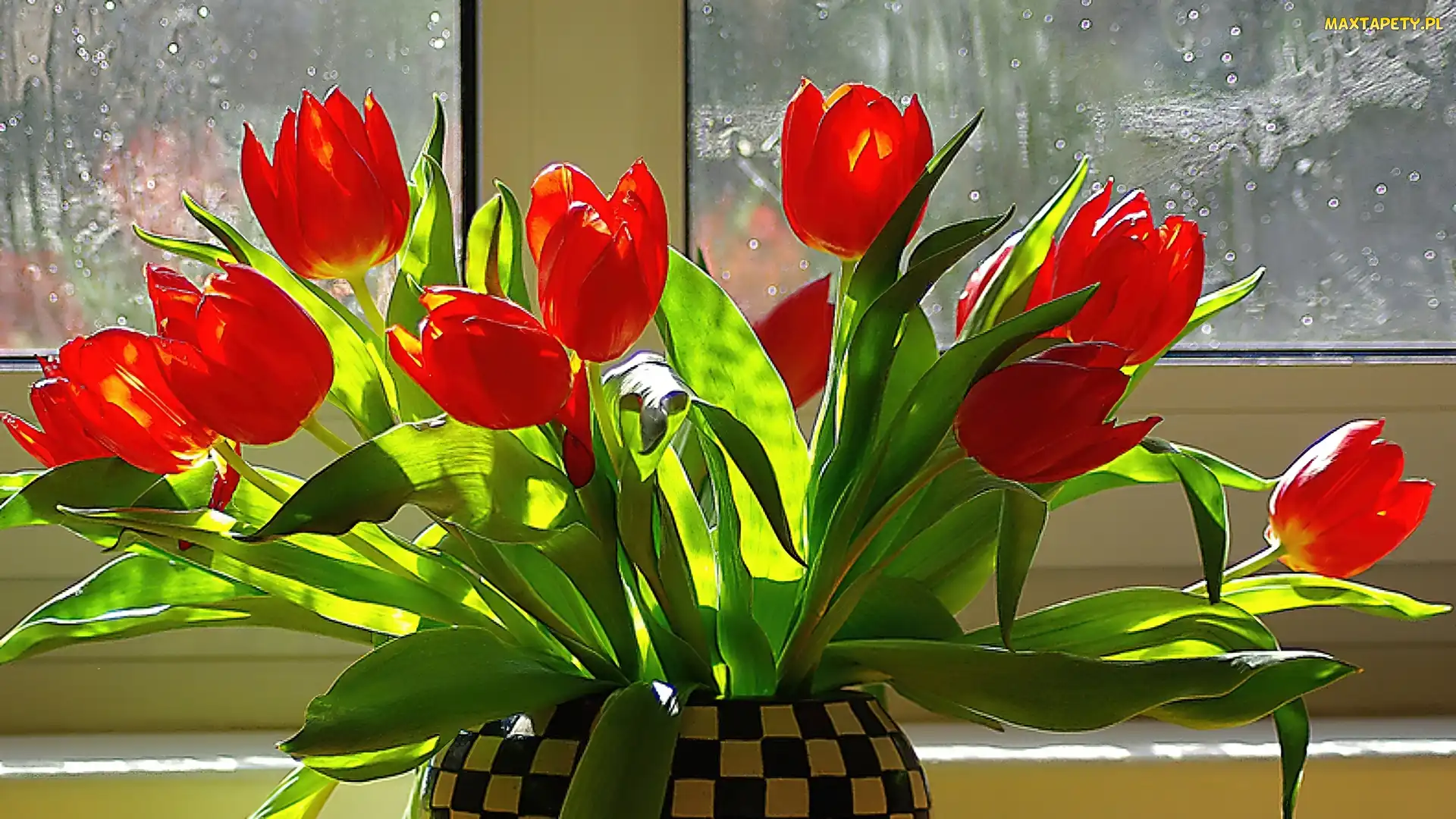 Okno, Tulipanów, Bukiet