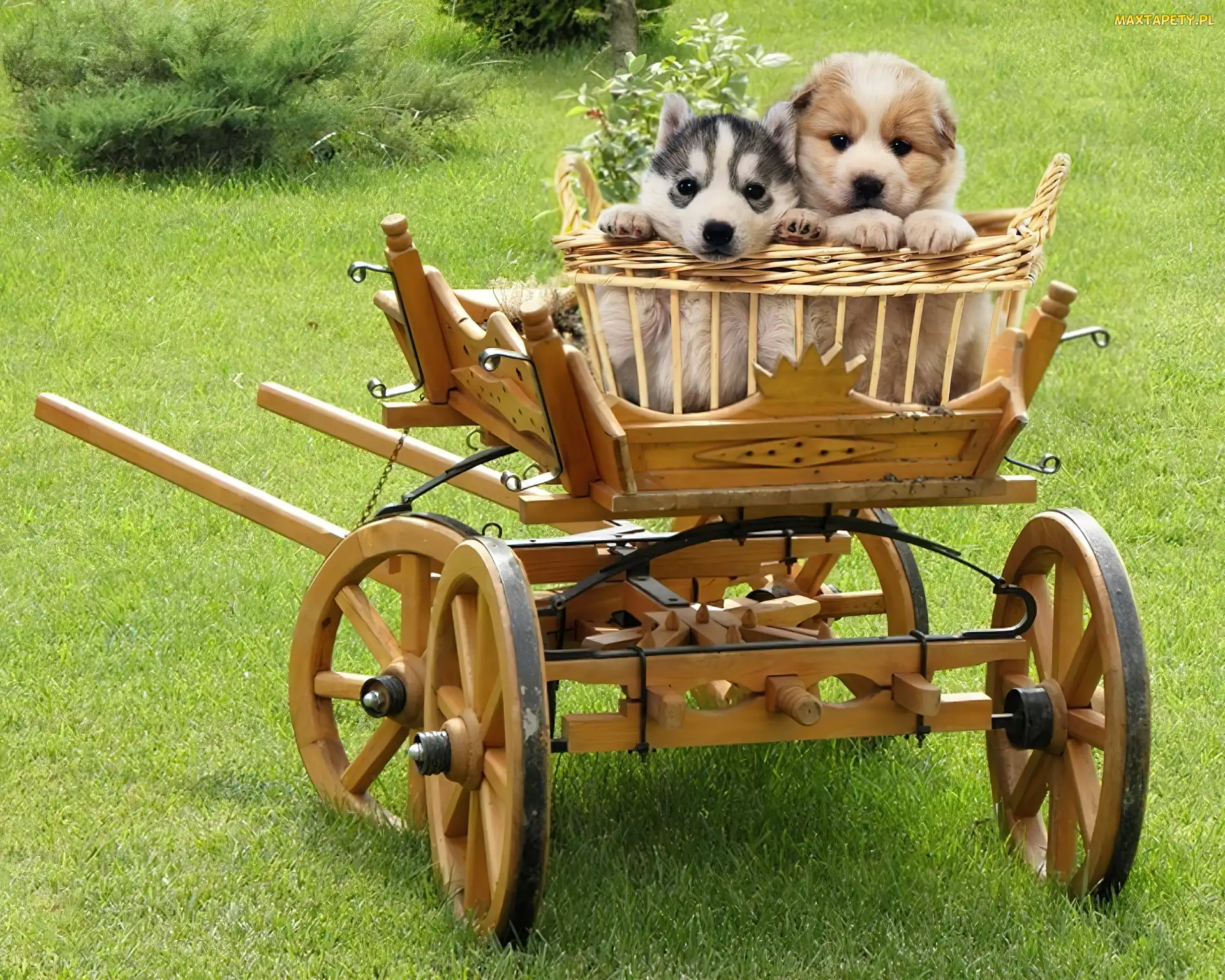 Szczeniaczki, Siberian Husky, Wózek, Koszyk, Dwa