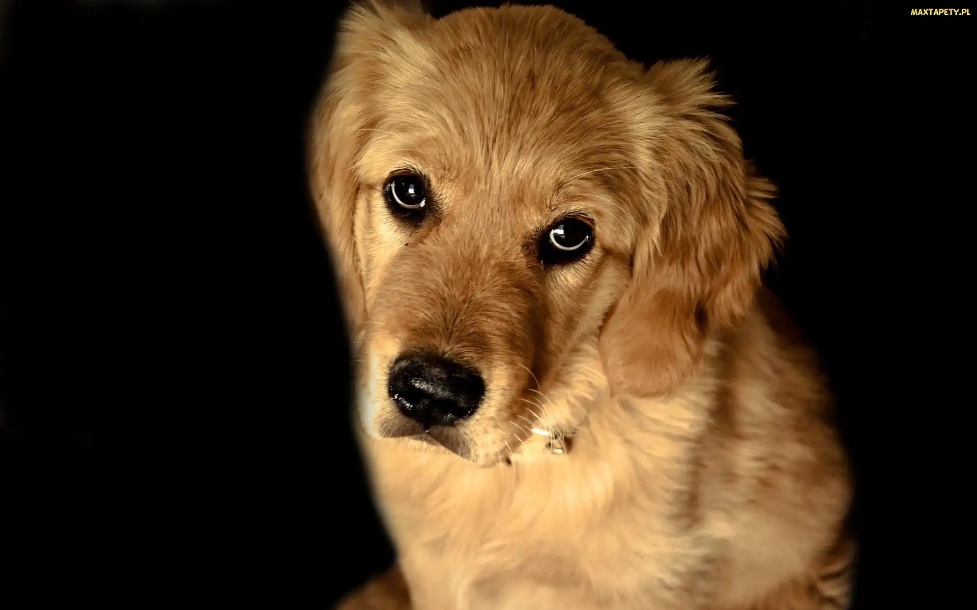 Smutne, Spojrzenie, Golden Retriever