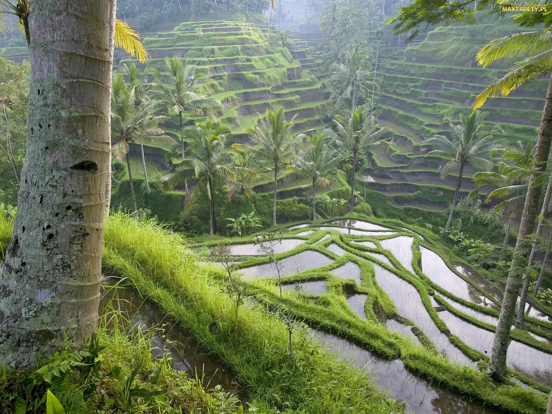 Indonezja, Bali, Pole, Ryżowe