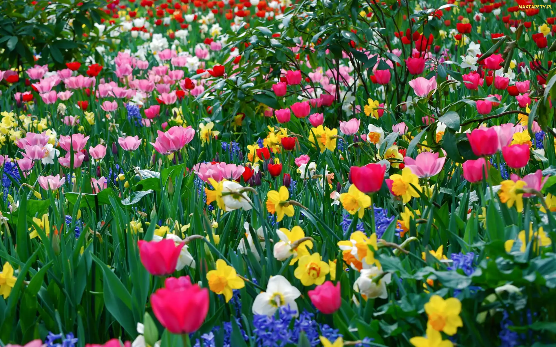 Tulipany, Żonkile, Kolorowe